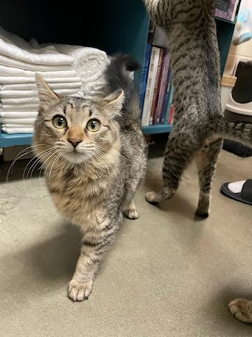 Enlarge Curlie , a ADOPTABLE Domestic Medium Hair in Gig Harbor, WA image 3/6