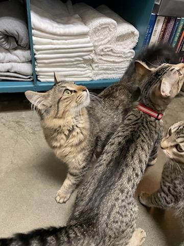 Enlarge Curlie , a ADOPTABLE Domestic Medium Hair in Gig Harbor, WA image 4/6