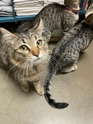 Enlarge Curlie , a ADOPTABLE Domestic Medium Hair in Gig Harbor, WA image 6/6