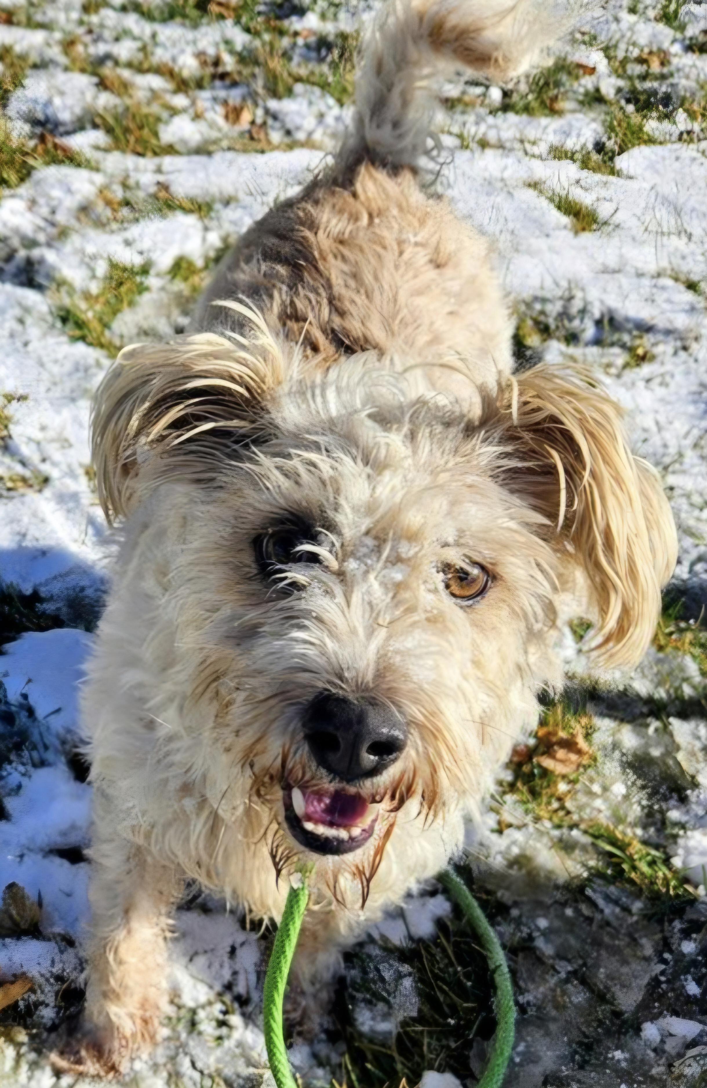 Enlarge Mr. Willis, an adopted mixed breed in Salt Lake City, UT image 2/4