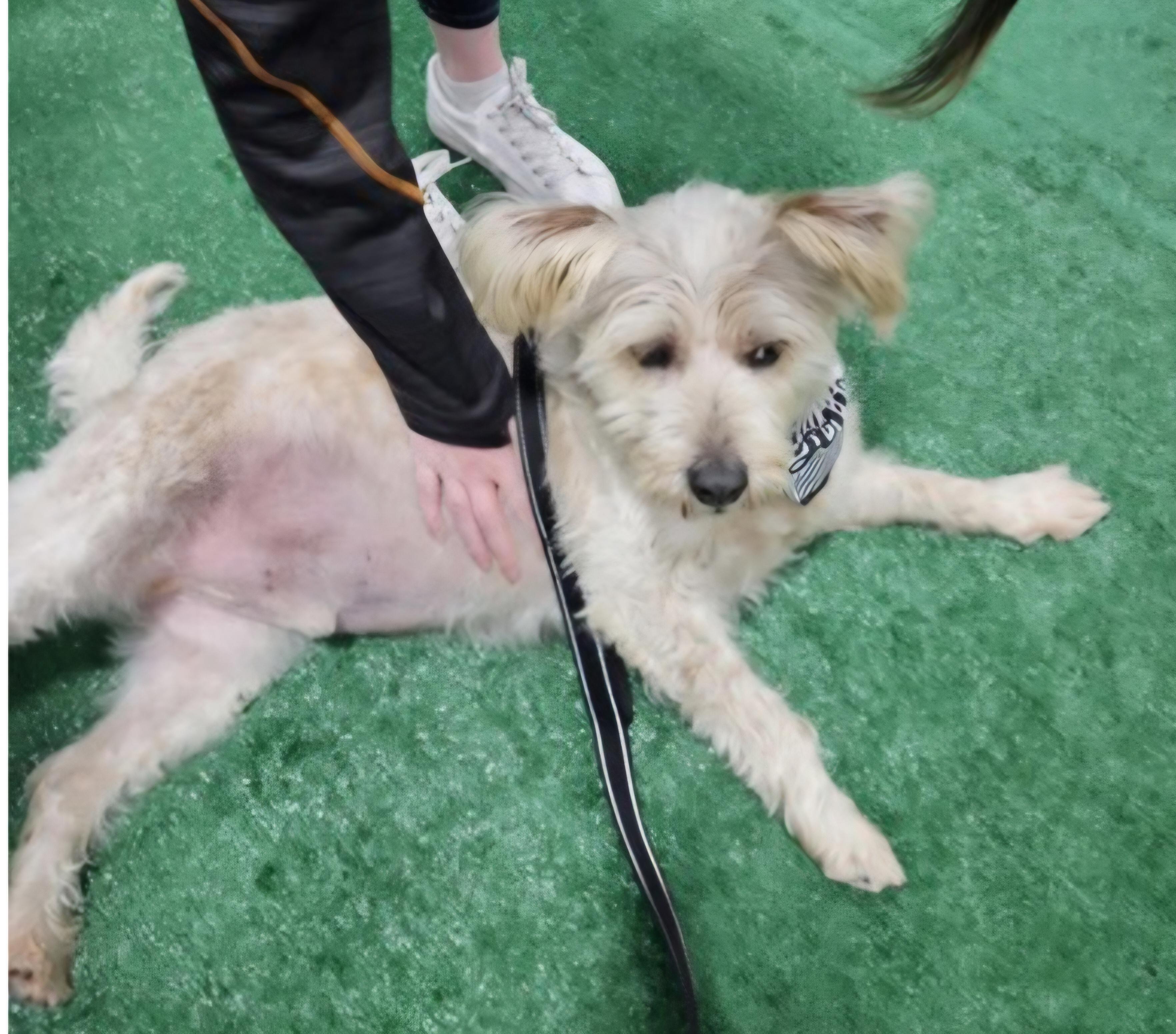 Enlarge Mr. Willis, an adopted mixed breed in Salt Lake City, UT image 3/4