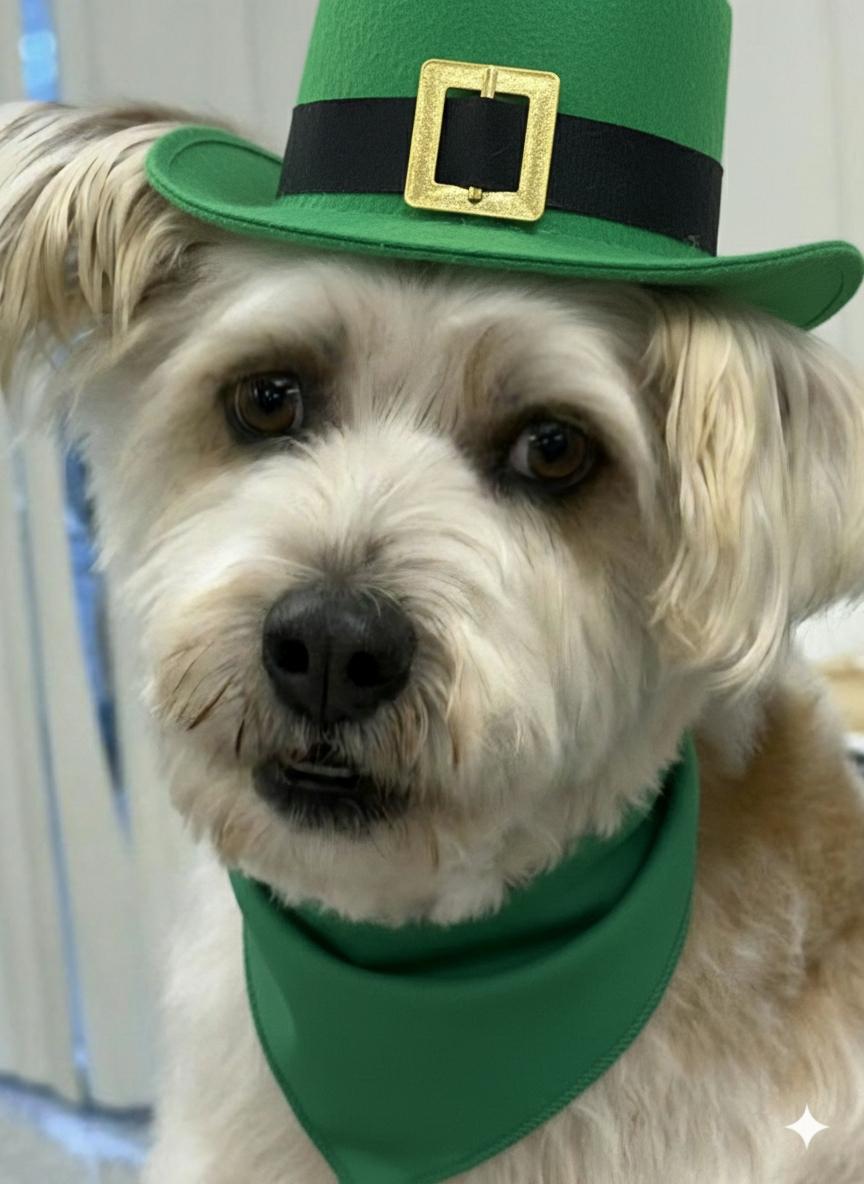 Mr. Willis, adopted, Adult Male Miniature Schnauzer.