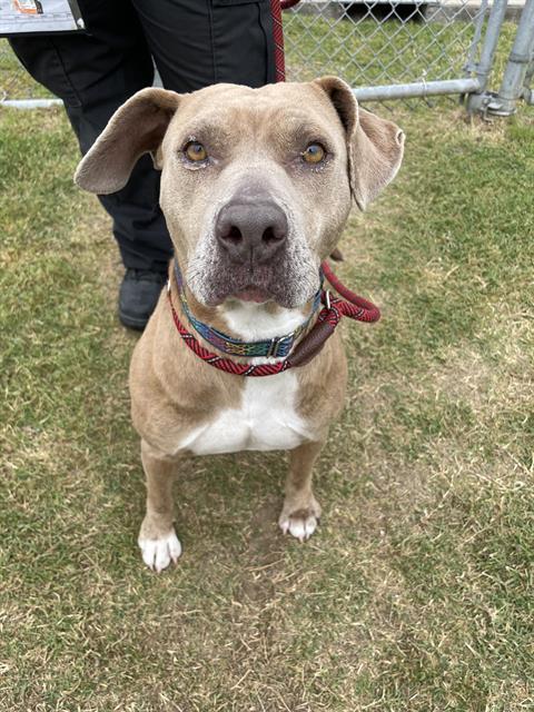 MAMA, Adoptable, Young Female Pit Bull Terrier & Mixed Breed.