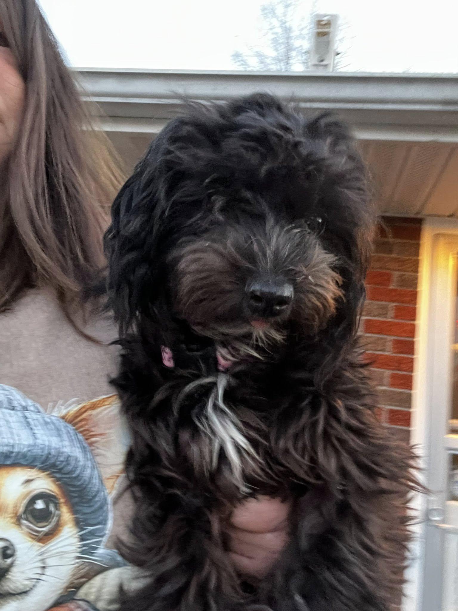 Marsha, adopted, Young Female Havanese.