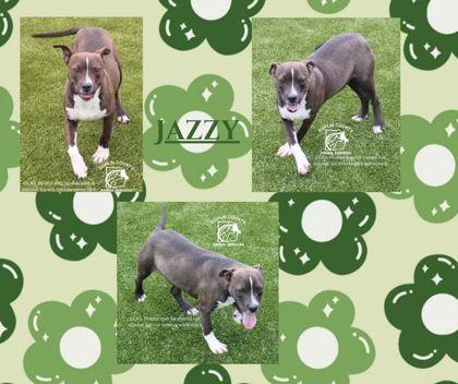 JAZZY, Adoptable, Puppy Female Pit Bull Terrier & Mixed Breed.