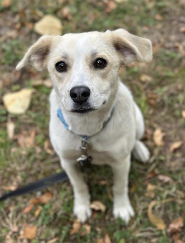 Lola, Adoptable, Puppy Female Labrador Retriever & Great Pyrenees.