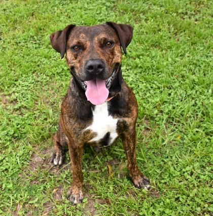 Apollo, adoptable, Adult Male Boxer & American Staffordshire Terrier.