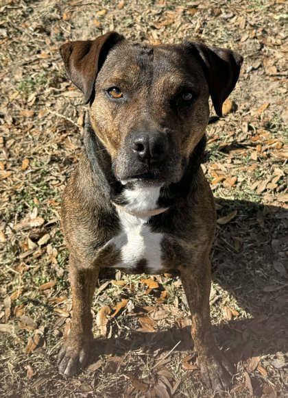 Enlarge Apollo, an adoptable mixed breed in Inverness, FL image 2/2