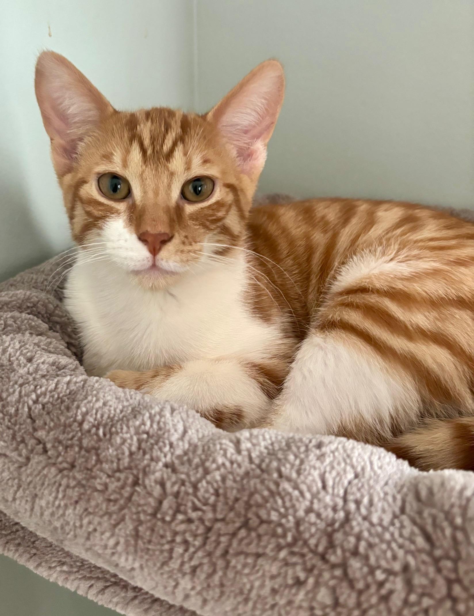 Peachy, a Adoptable Domestic Short Hair in Highland Park, NJ image 1/2