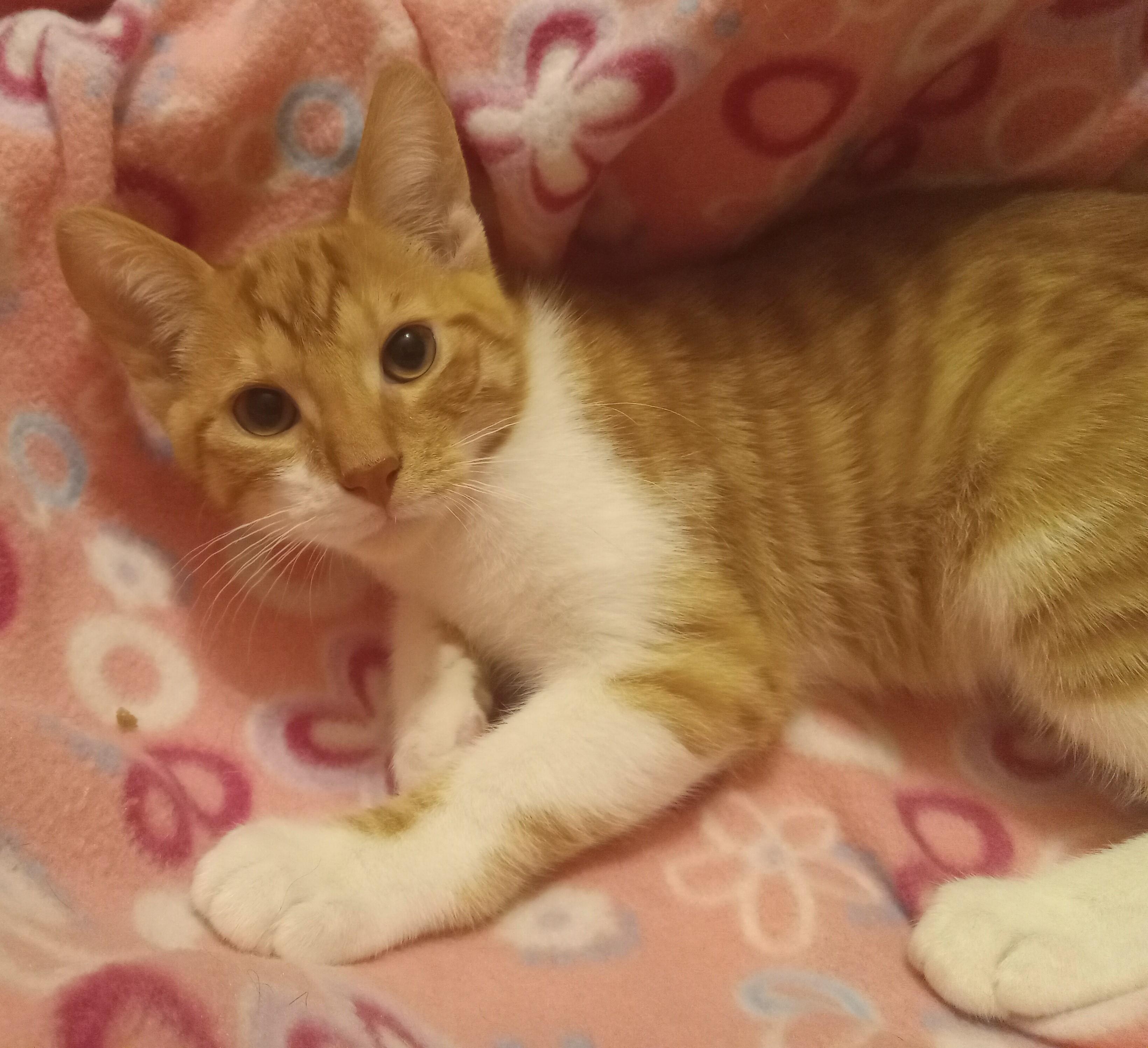 Enlarge Peachy, a Adoptable Domestic Short Hair in Highland Park, NJ image 6/6