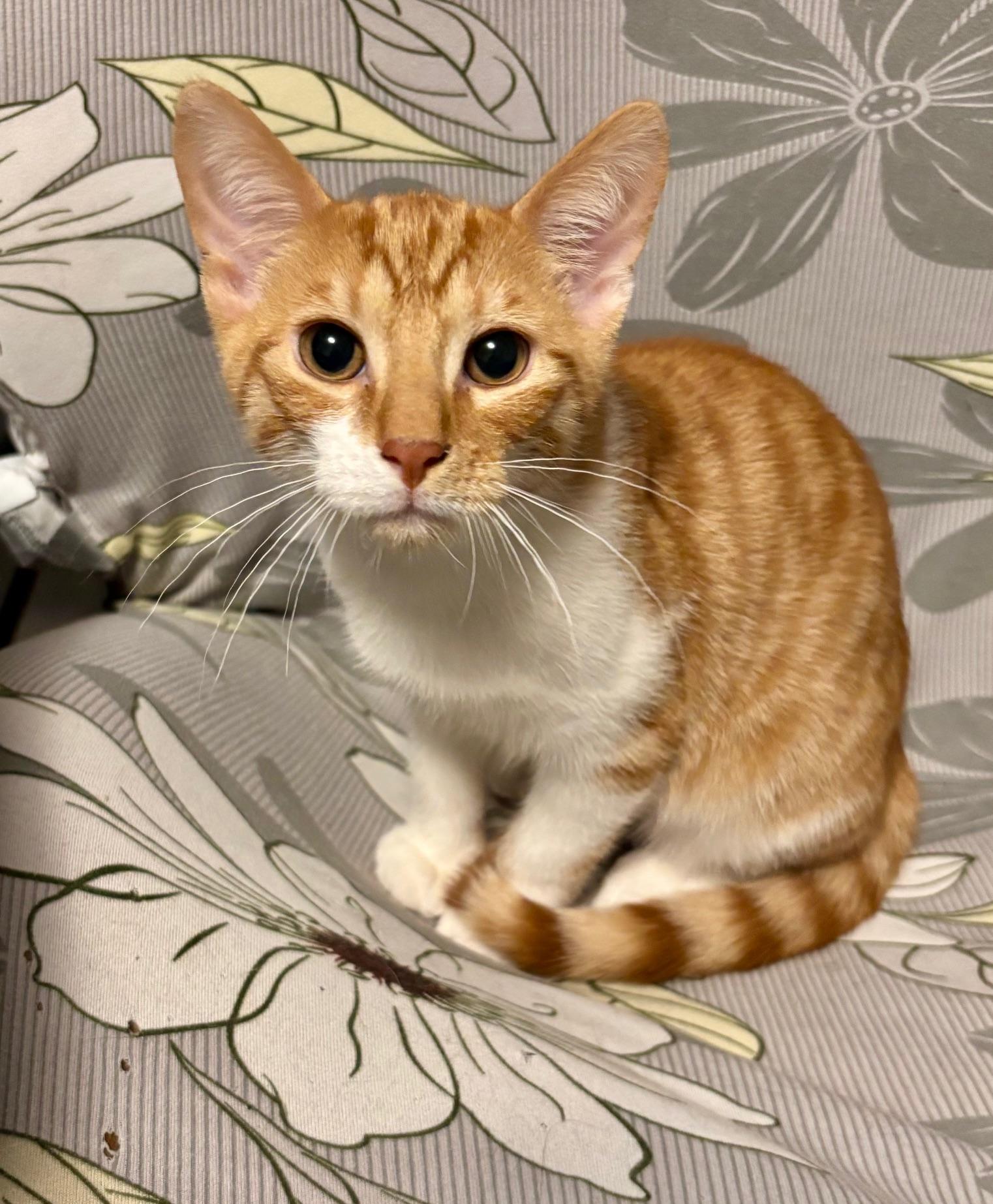 Peachy, a Adoptable Domestic Short Hair in Highland Park, NJ image 2/2