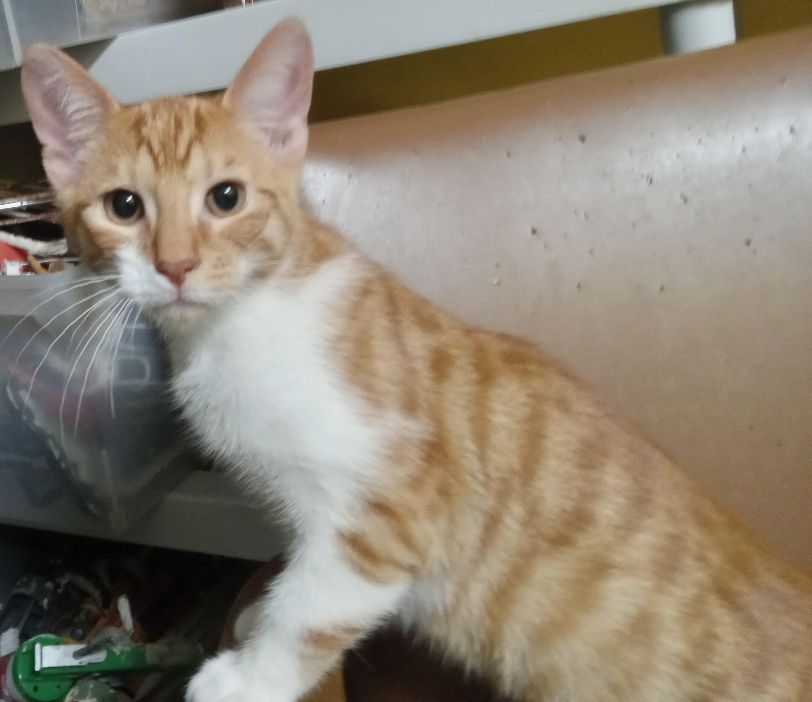 Enlarge Peachy, a Adoptable Domestic Short Hair in Highland Park, NJ image 2/6