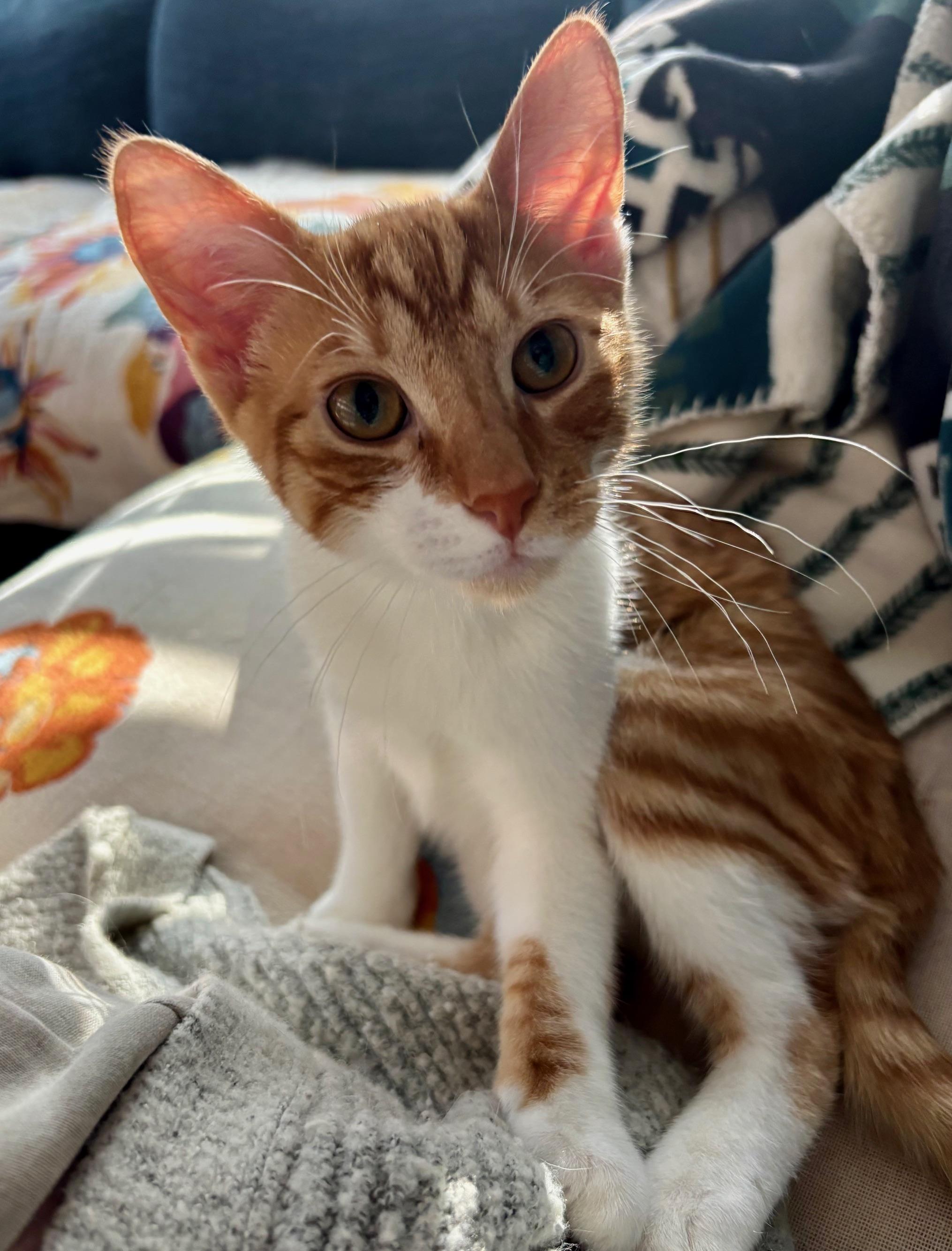 Enlarge Peachy, a Adoptable Domestic Short Hair in Highland Park, NJ image 1/6