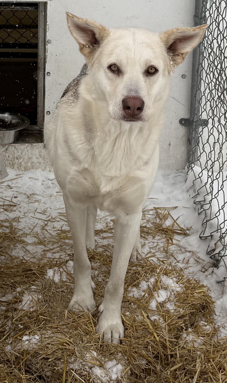 Omega, ADOPTABLE, Adult Female Husky.
