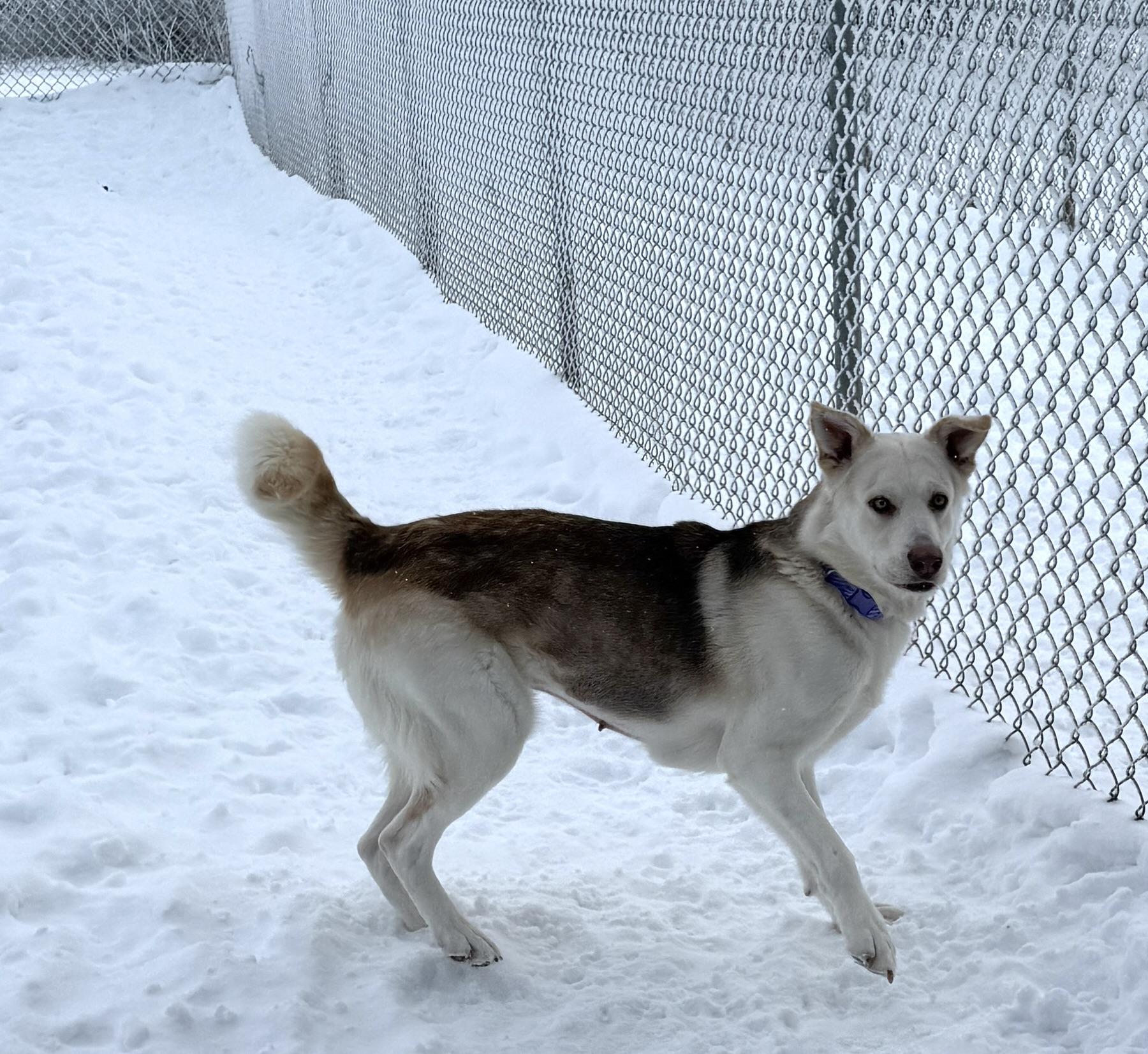 Enlarge Omega, a ADOPTABLE mixed breed in Meadow Lake, SK image 5/6