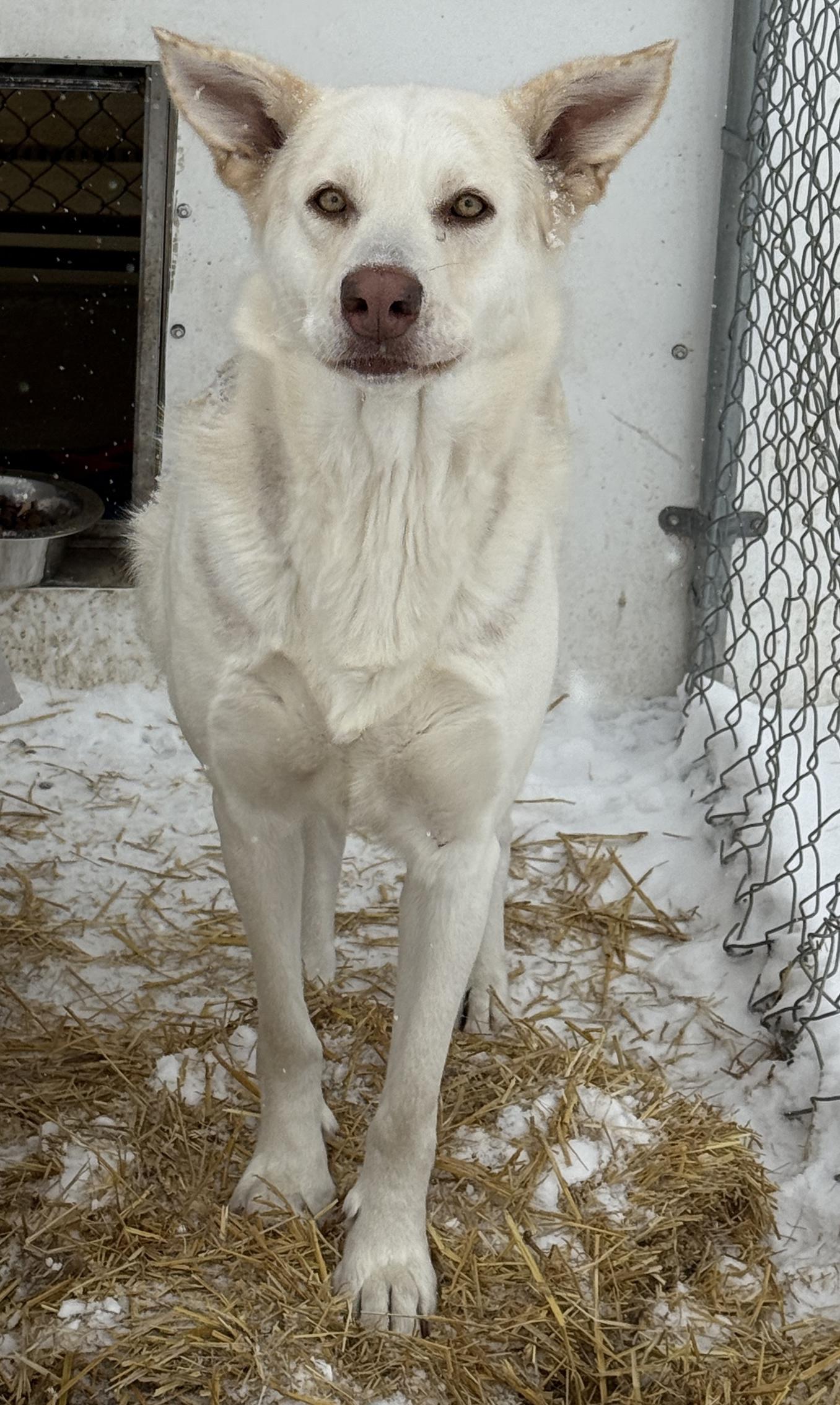 Enlarge Omega, a ADOPTABLE mixed breed in Meadow Lake, SK image 2/2