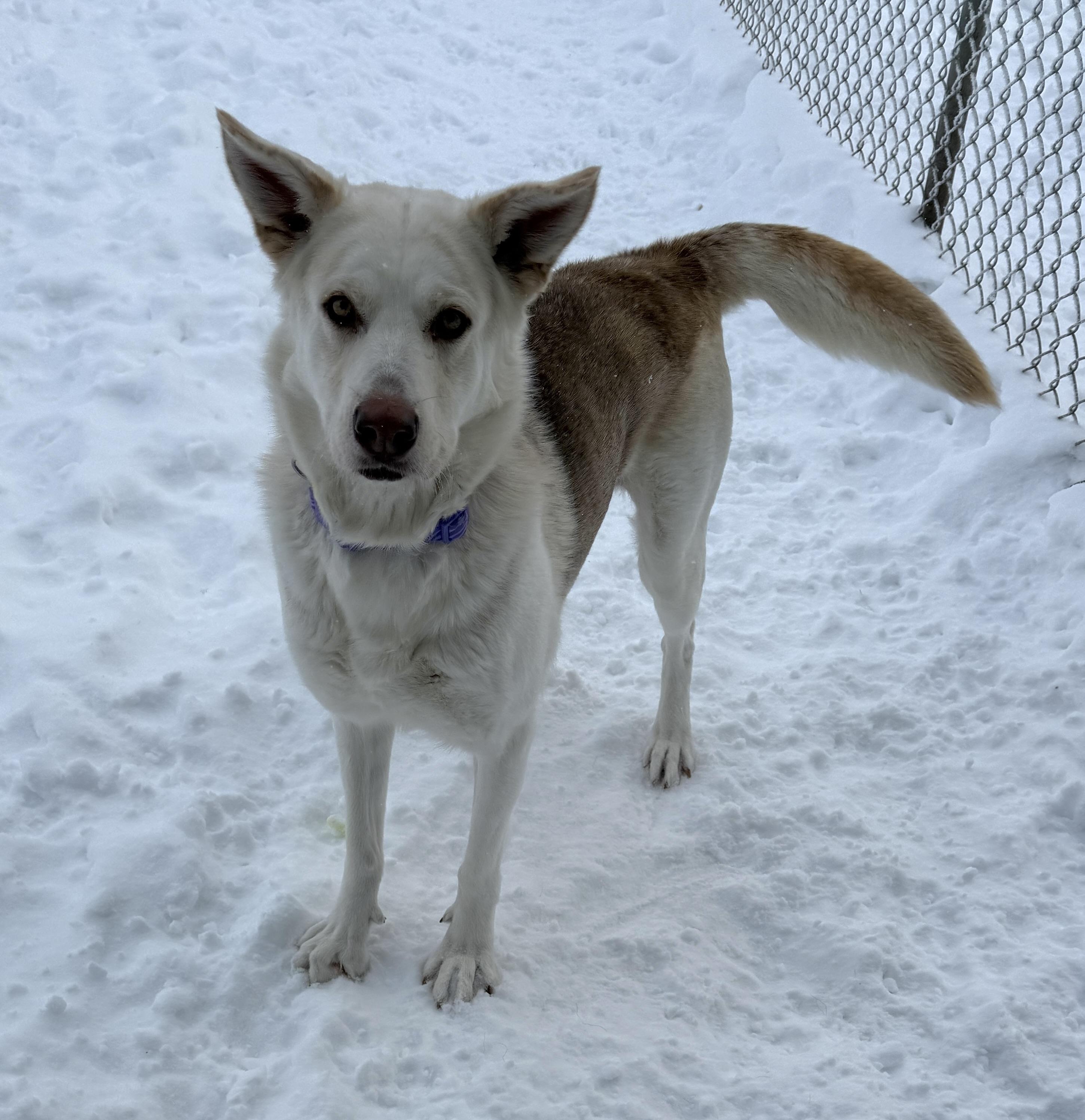 Enlarge Omega, a ADOPTABLE mixed breed in Meadow Lake, SK image 2/6