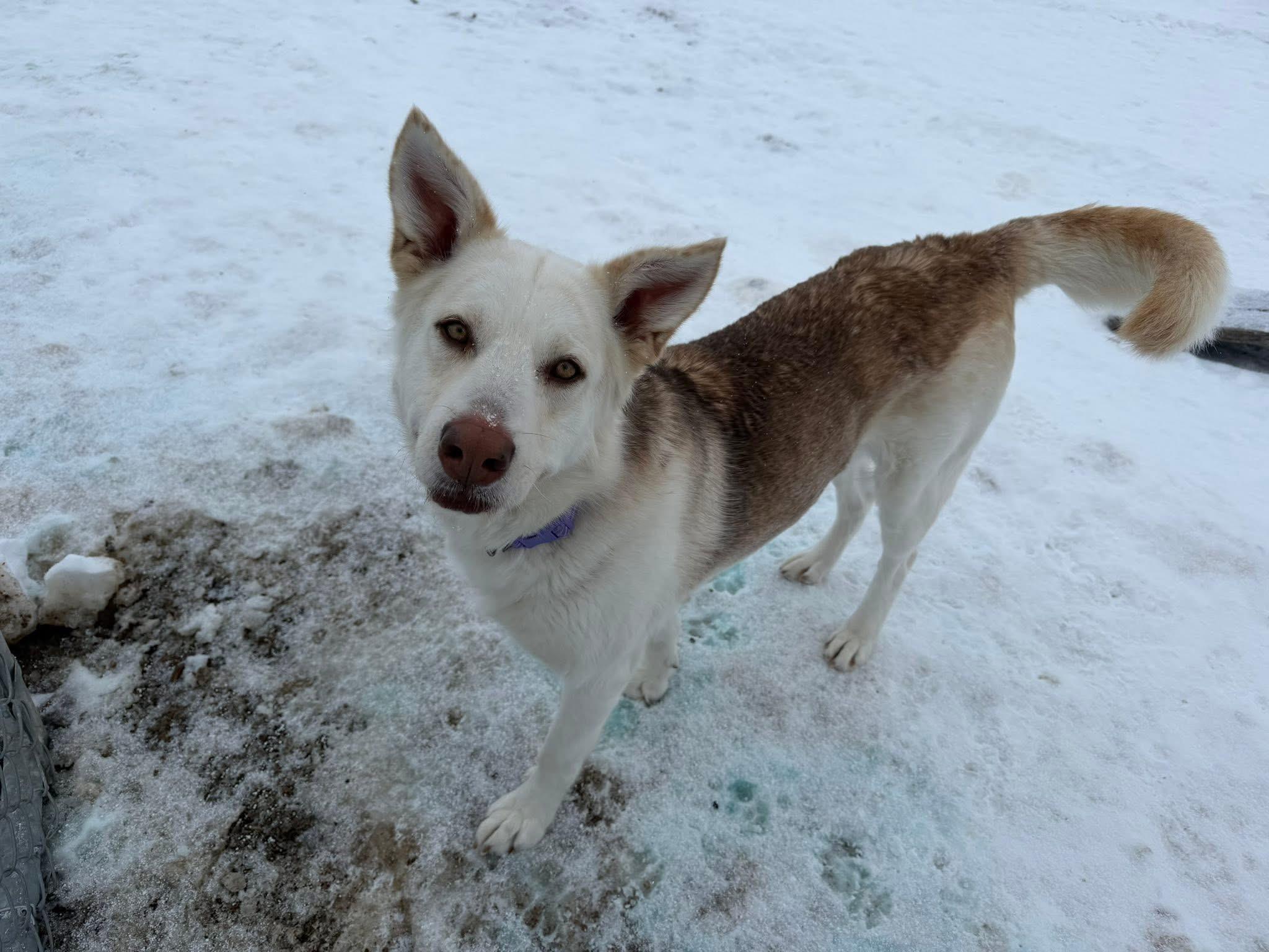 Enlarge Omega, a ADOPTABLE mixed breed in Meadow Lake, SK image 1/6