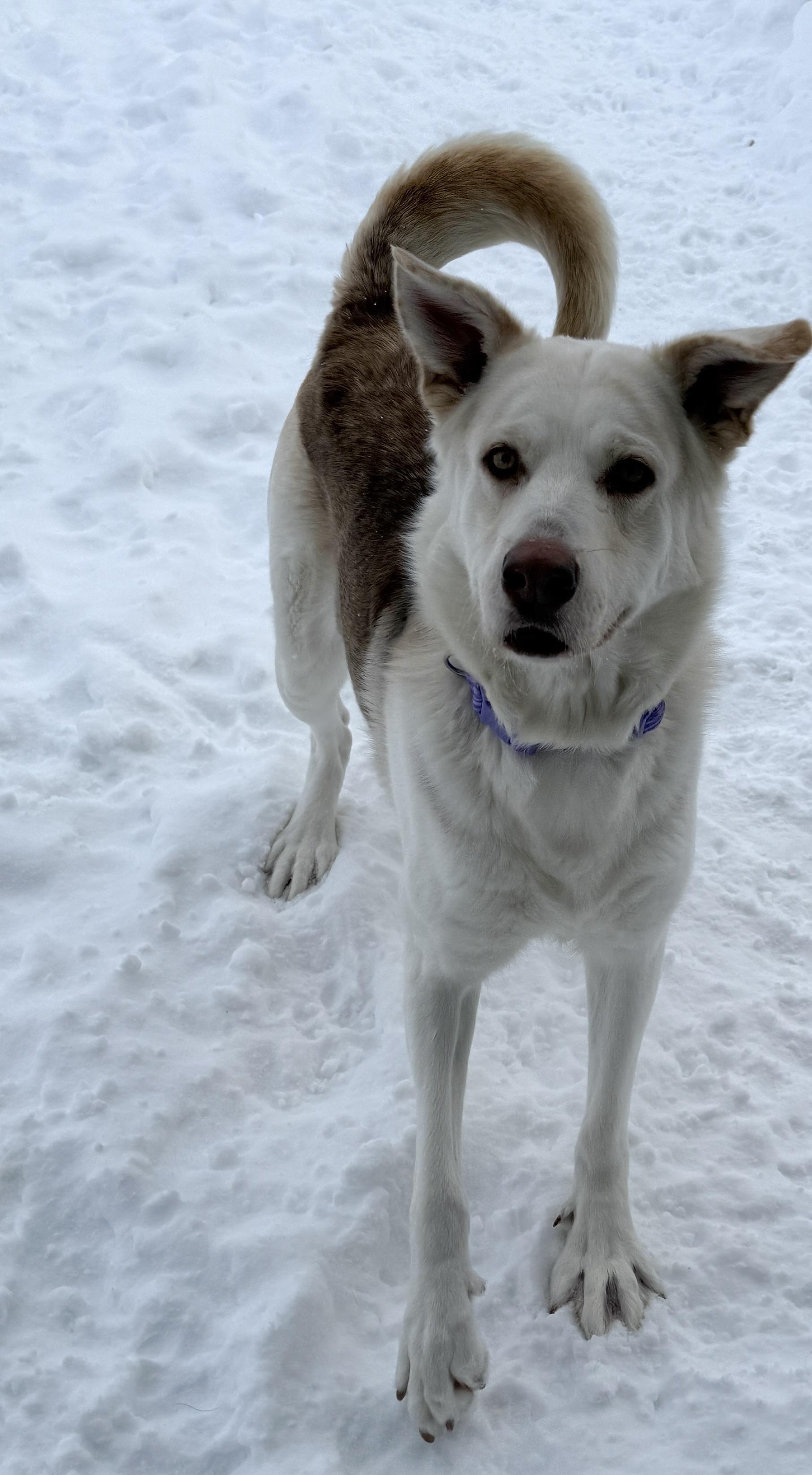Enlarge Omega, a ADOPTABLE mixed breed in Meadow Lake, SK image 4/6