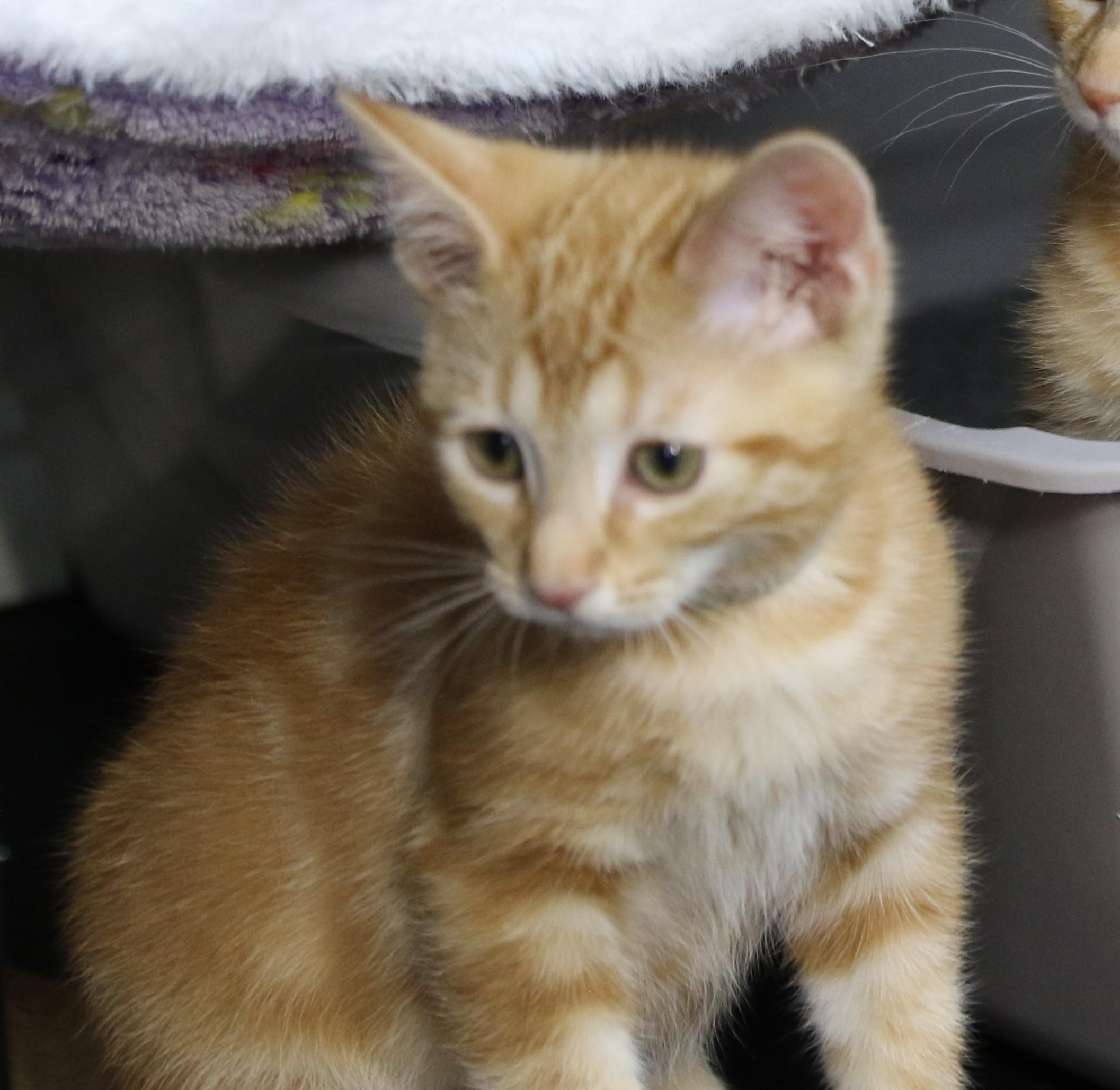 Daffy, ADOPTABLE, Kitten Male Tabby.