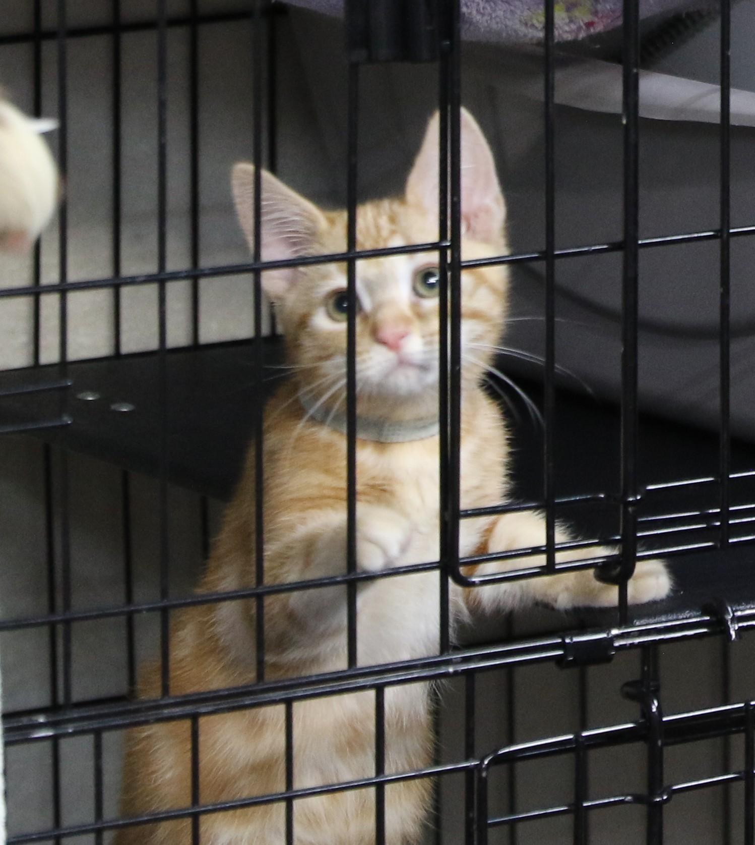 Enlarge Daffy, a ADOPTABLE Tabby in Cut Bank, MT image 2/5