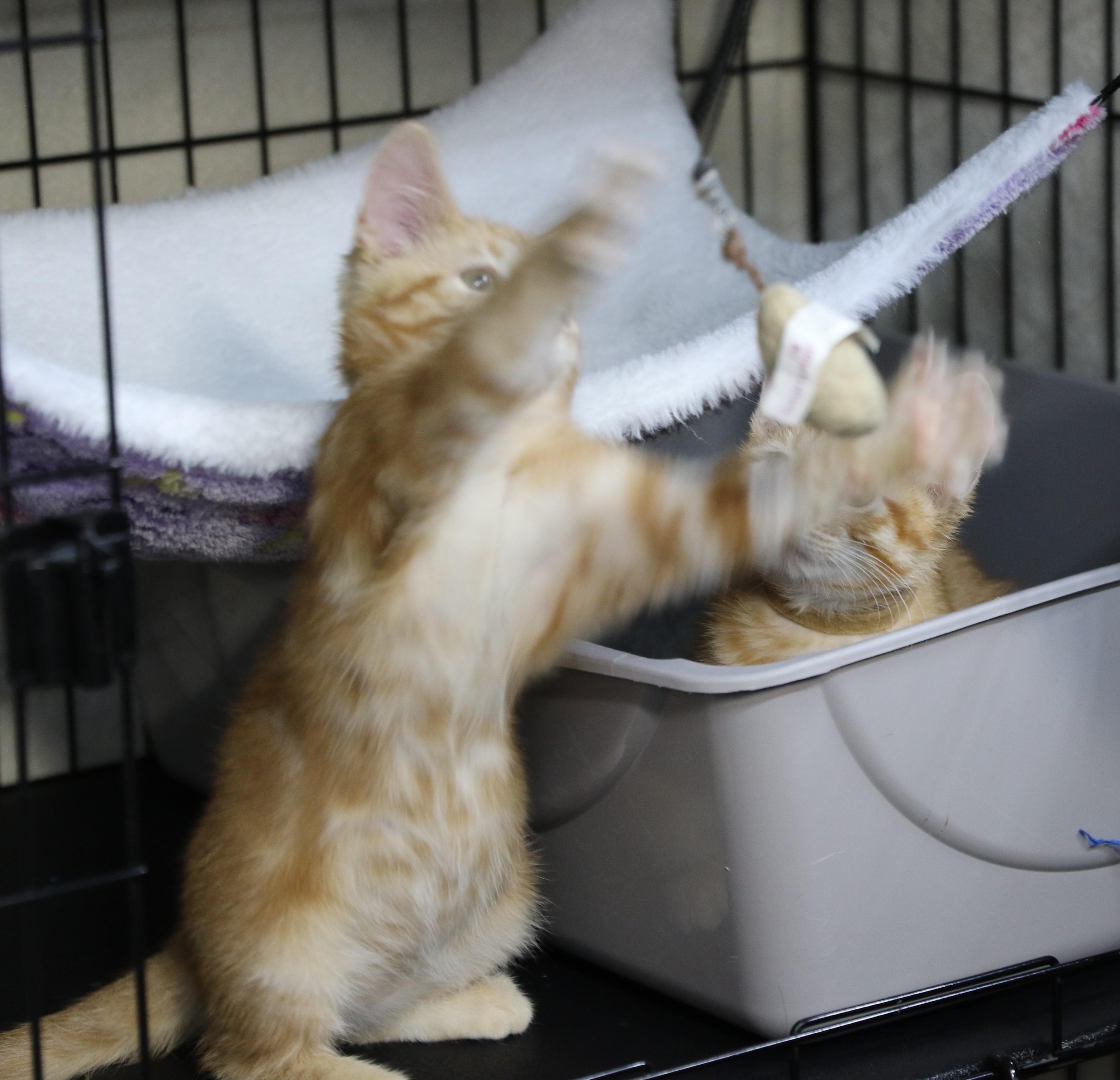 Enlarge Daffy, a ADOPTABLE Tabby in Cut Bank, MT image 4/5