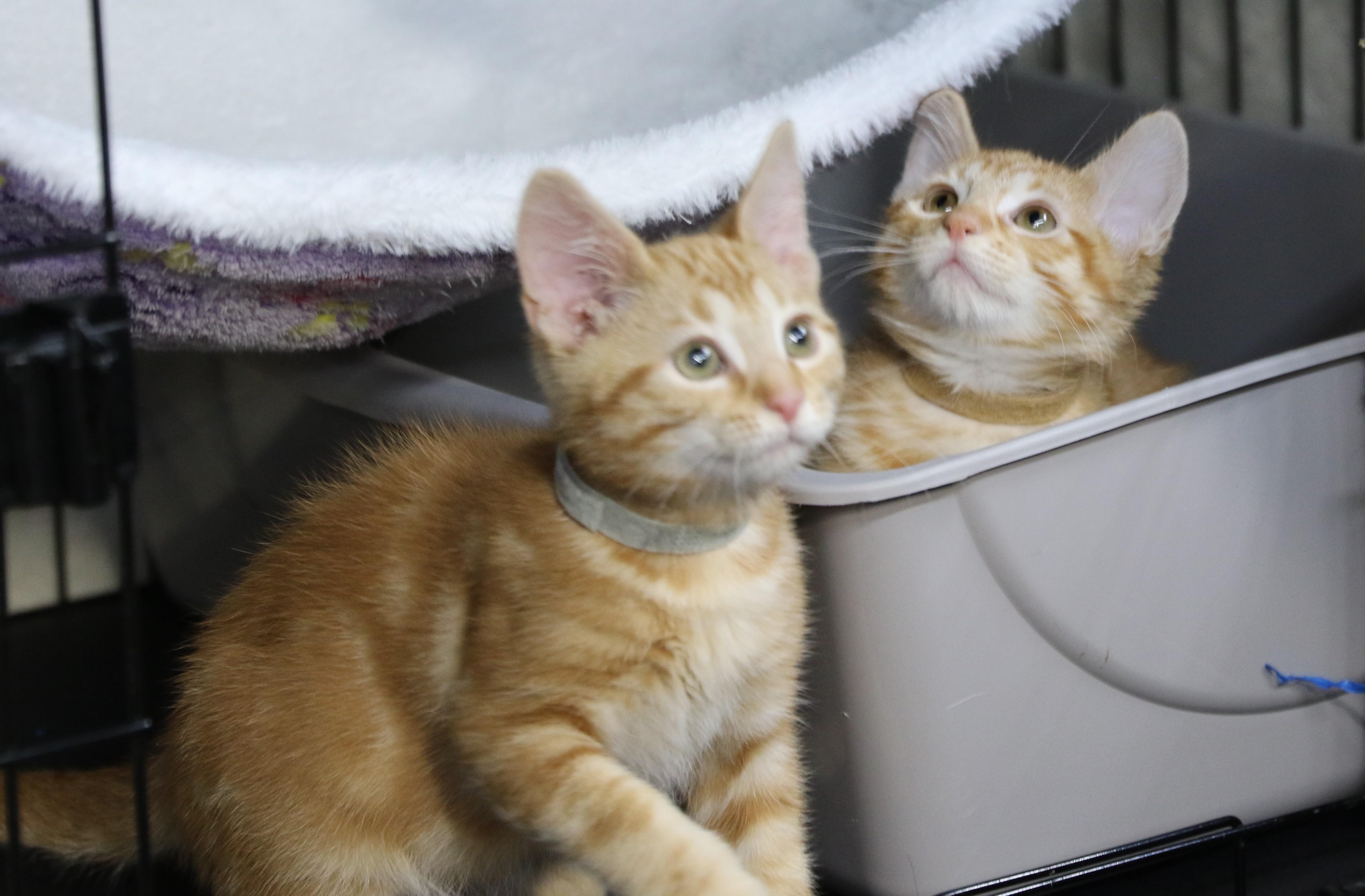 Enlarge Daffy, a ADOPTABLE Tabby in Cut Bank, MT image 5/5
