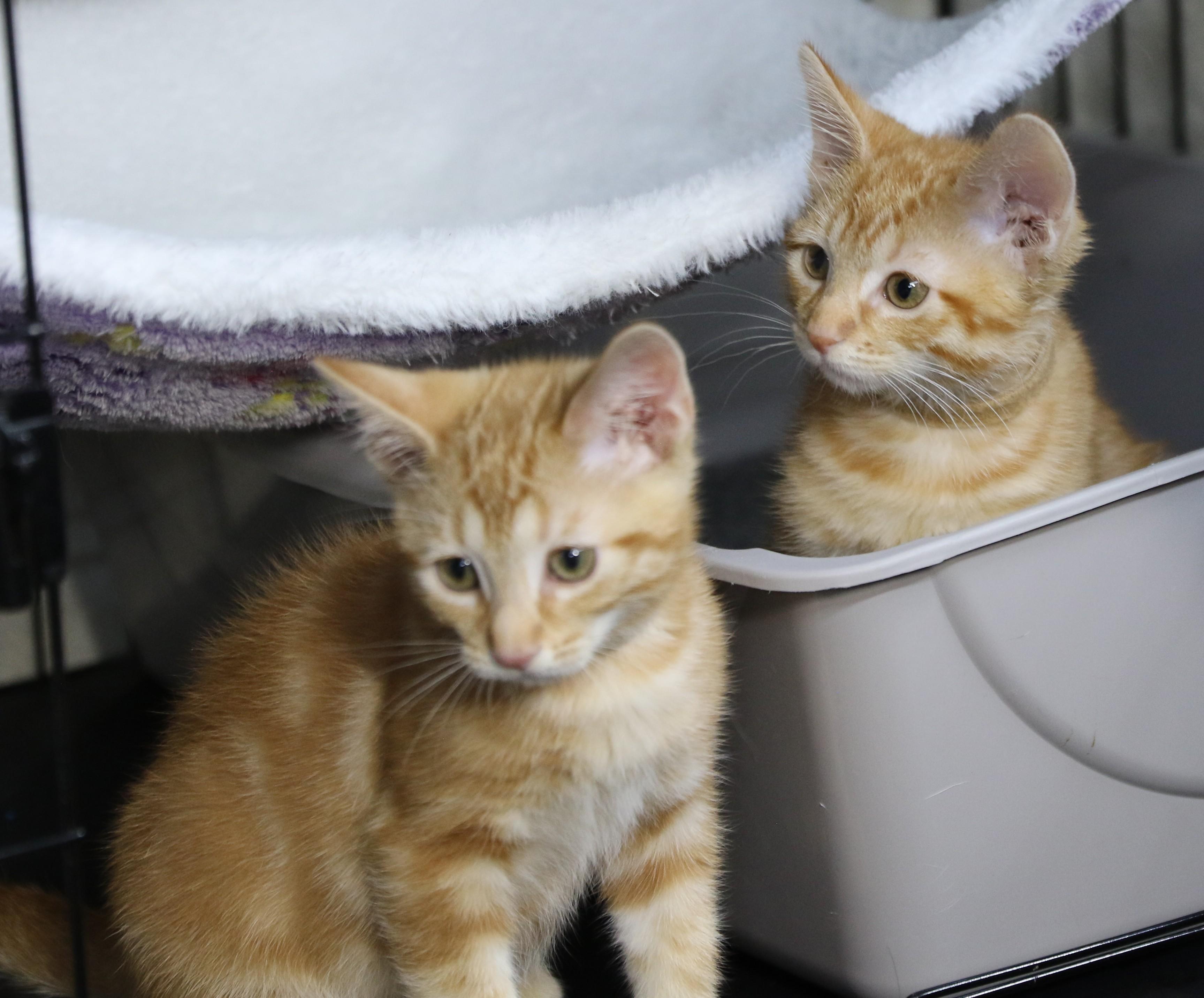 Enlarge Daffy, a ADOPTABLE Tabby in Cut Bank, MT image 3/5