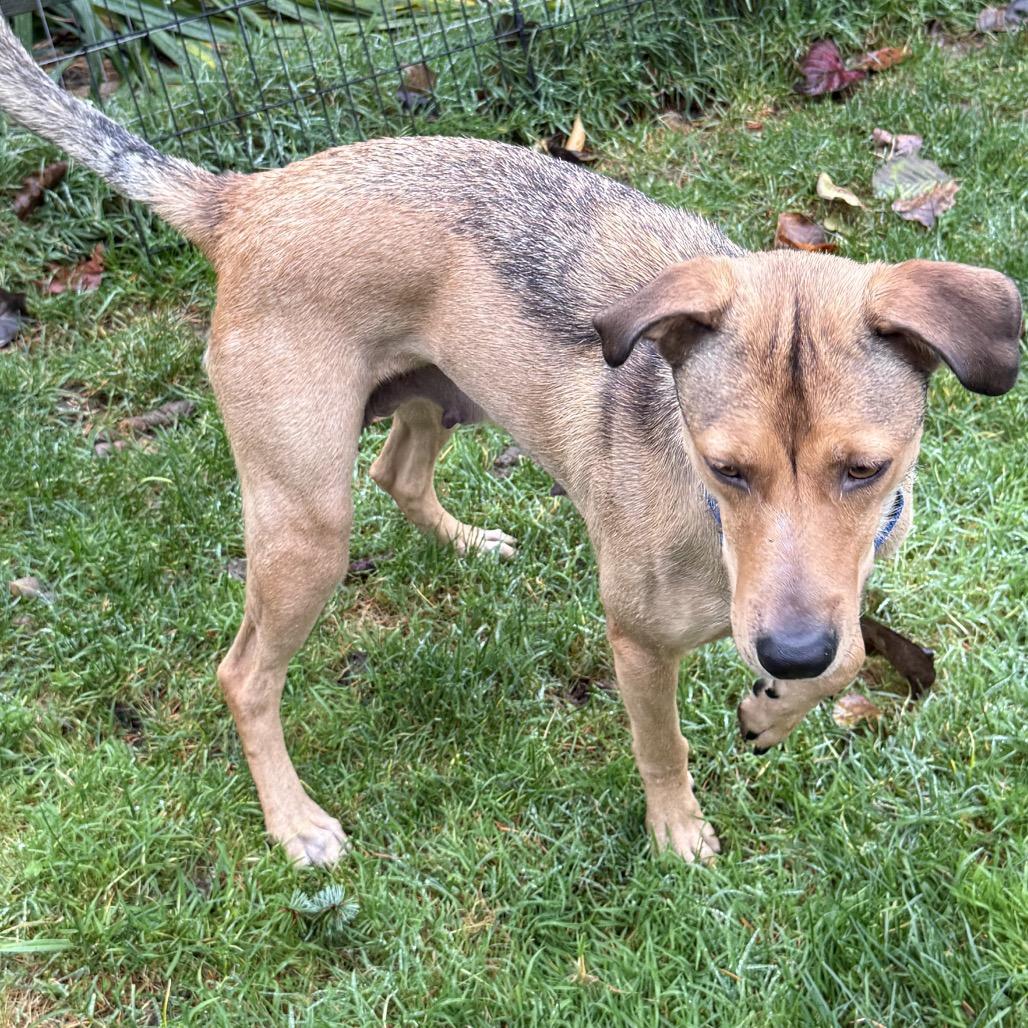 Annie, a Adoptable mixed breed in Bellingham, WA image 1/6