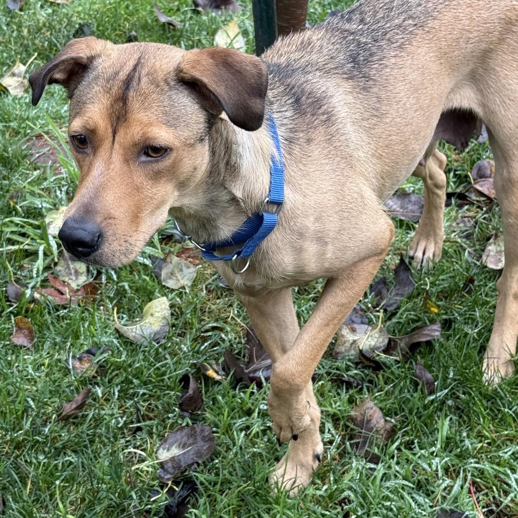 Annie, a Adoptable mixed breed in Bellingham, WA image 2/6