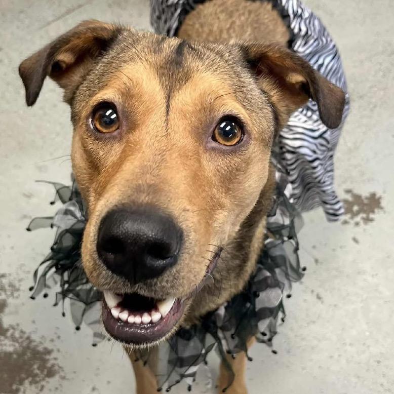 Annie, a Adoptable mixed breed in Bellingham, WA image 3/6