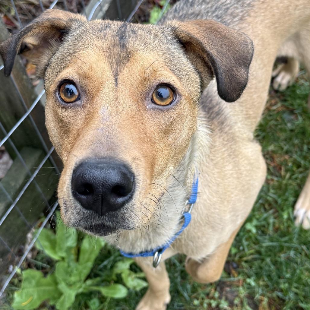 Annie, a Adoptable mixed breed in Bellingham, WA image 5/6