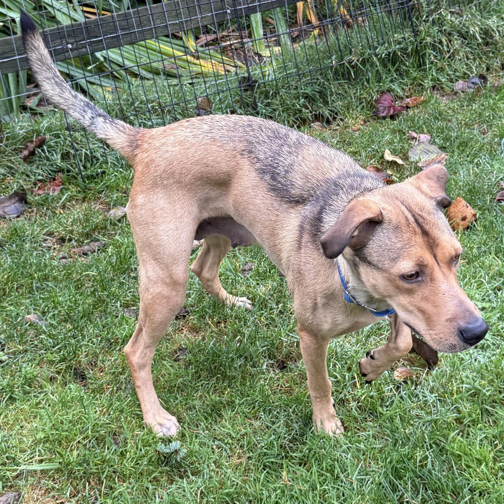 Annie, a Adoptable mixed breed in Bellingham, WA image 6/6