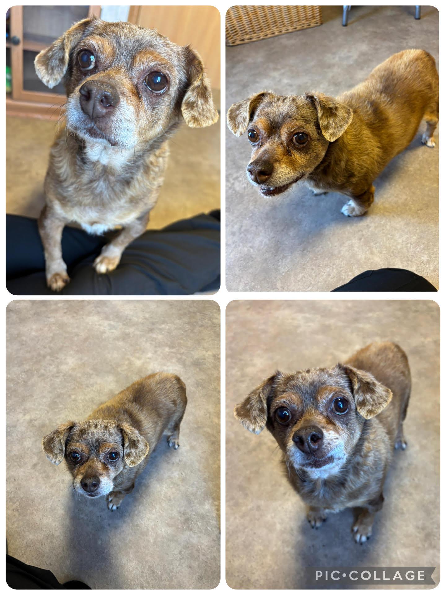 Dottie, adopted, Senior Female Chihuahua.