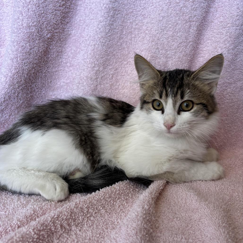 Zinny, Adoptable, Kitten Male Domestic Medium Hair.