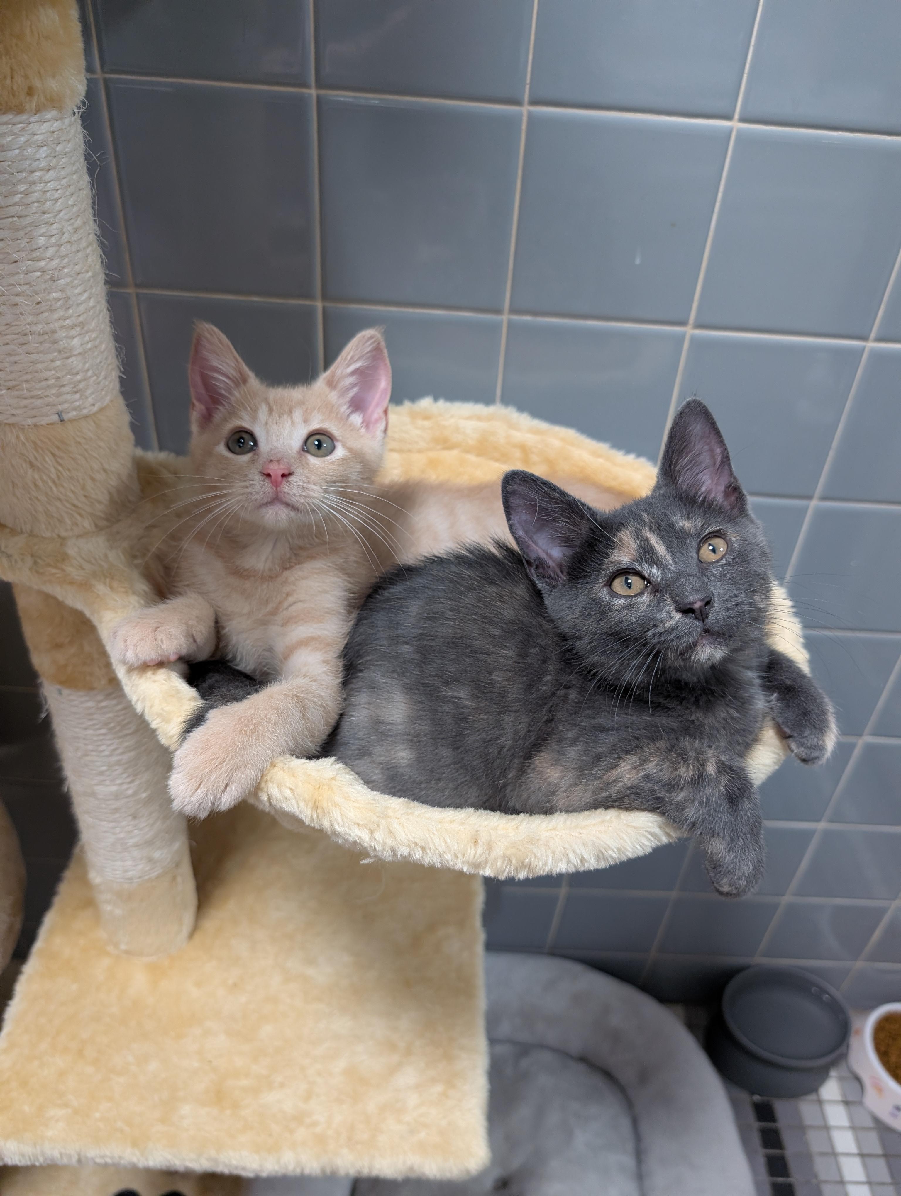 Enlarge Tree Trunks & Fiona, an adopted Domestic Short Hair in Philadelphia, PA image 2/6