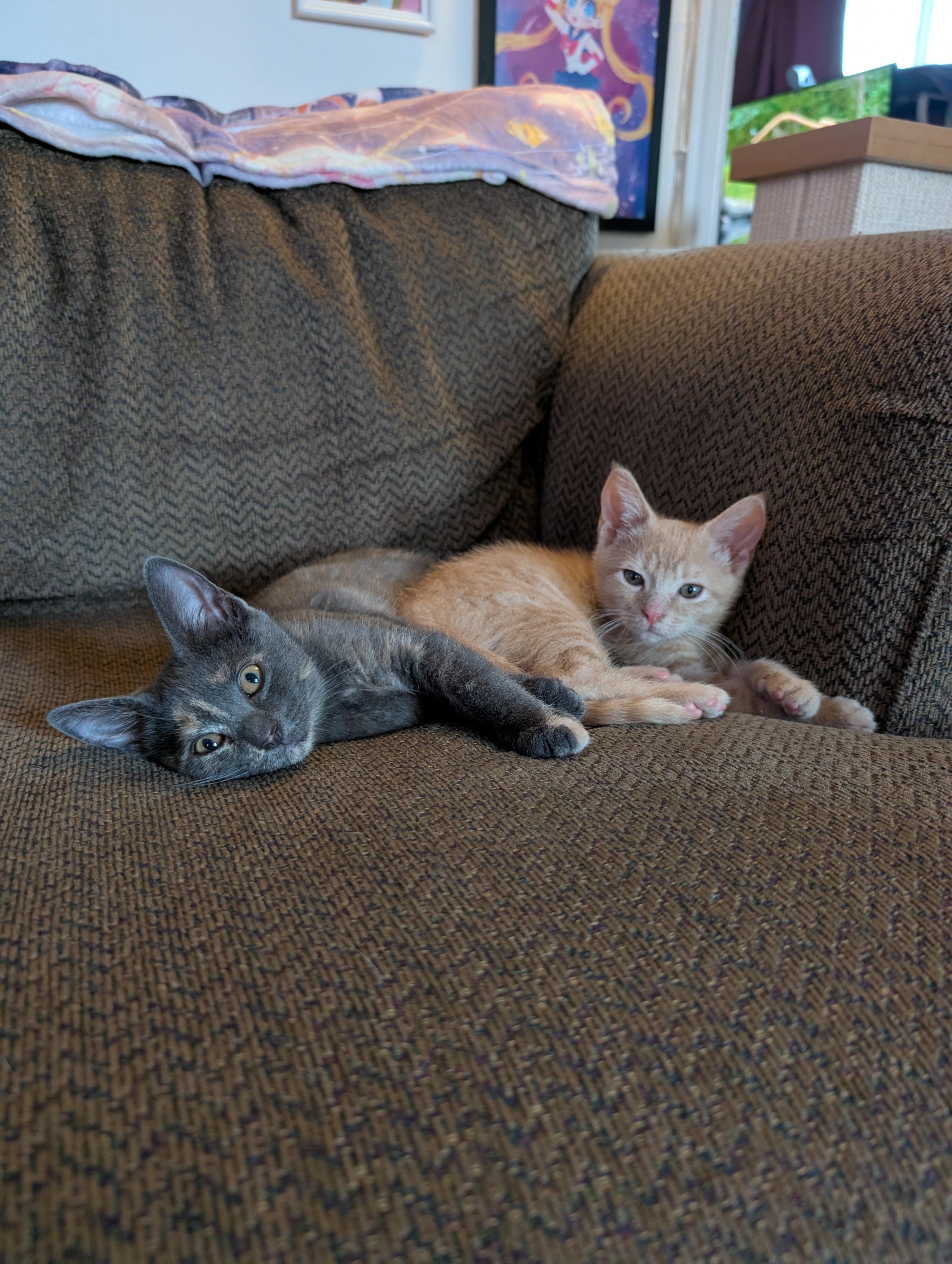 Tree Trunks & Fiona, adopted, Kitten Female Domestic Short Hair.