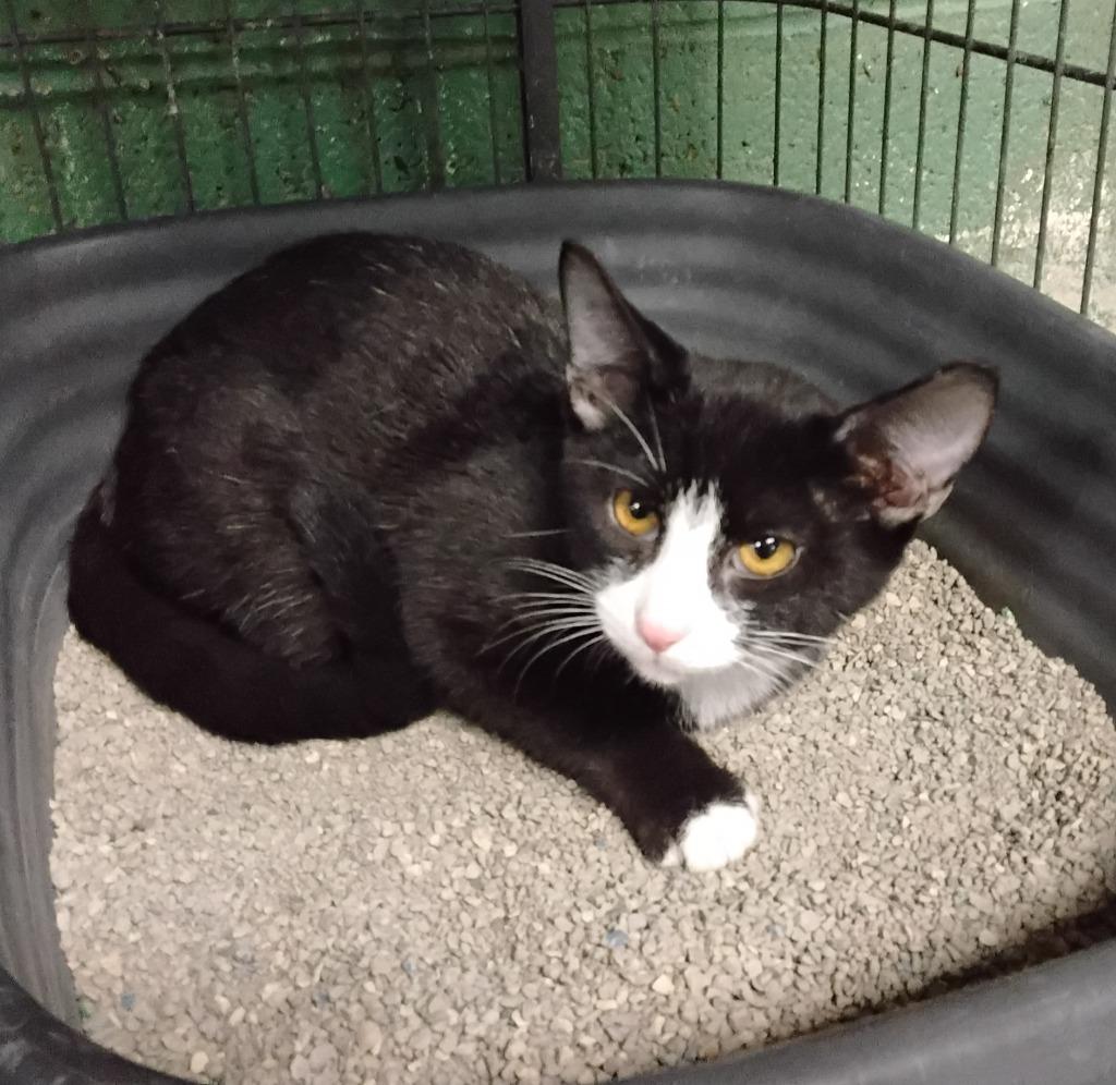 Baja Blast, Adoptable, Kitten Male Domestic Short Hair.