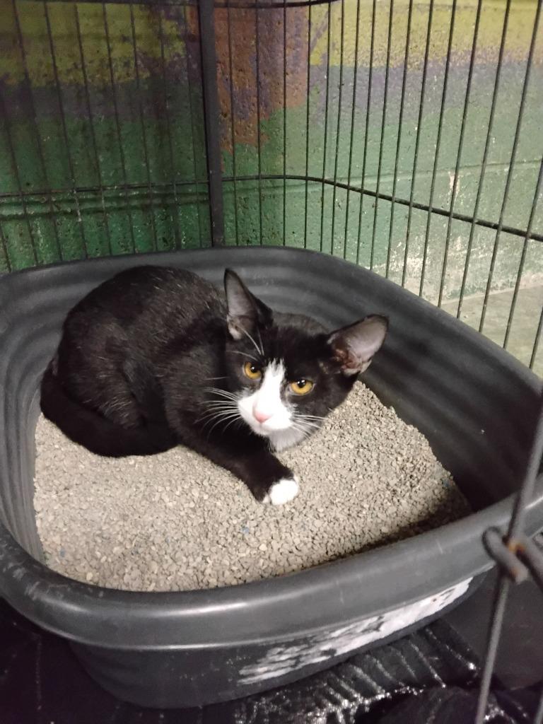 Enlarge Baja Blast, a Adoptable mixed breed in Ada, OK image 2/3