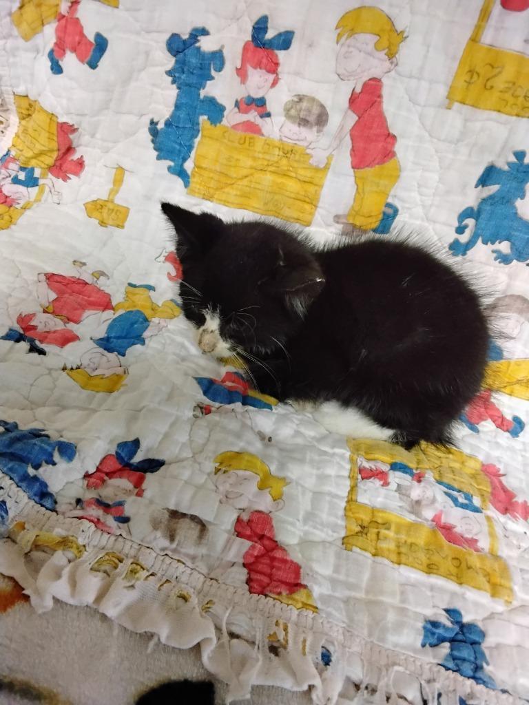 Enlarge Baja Blast, a Adoptable mixed breed in Ada, OK image 3/3