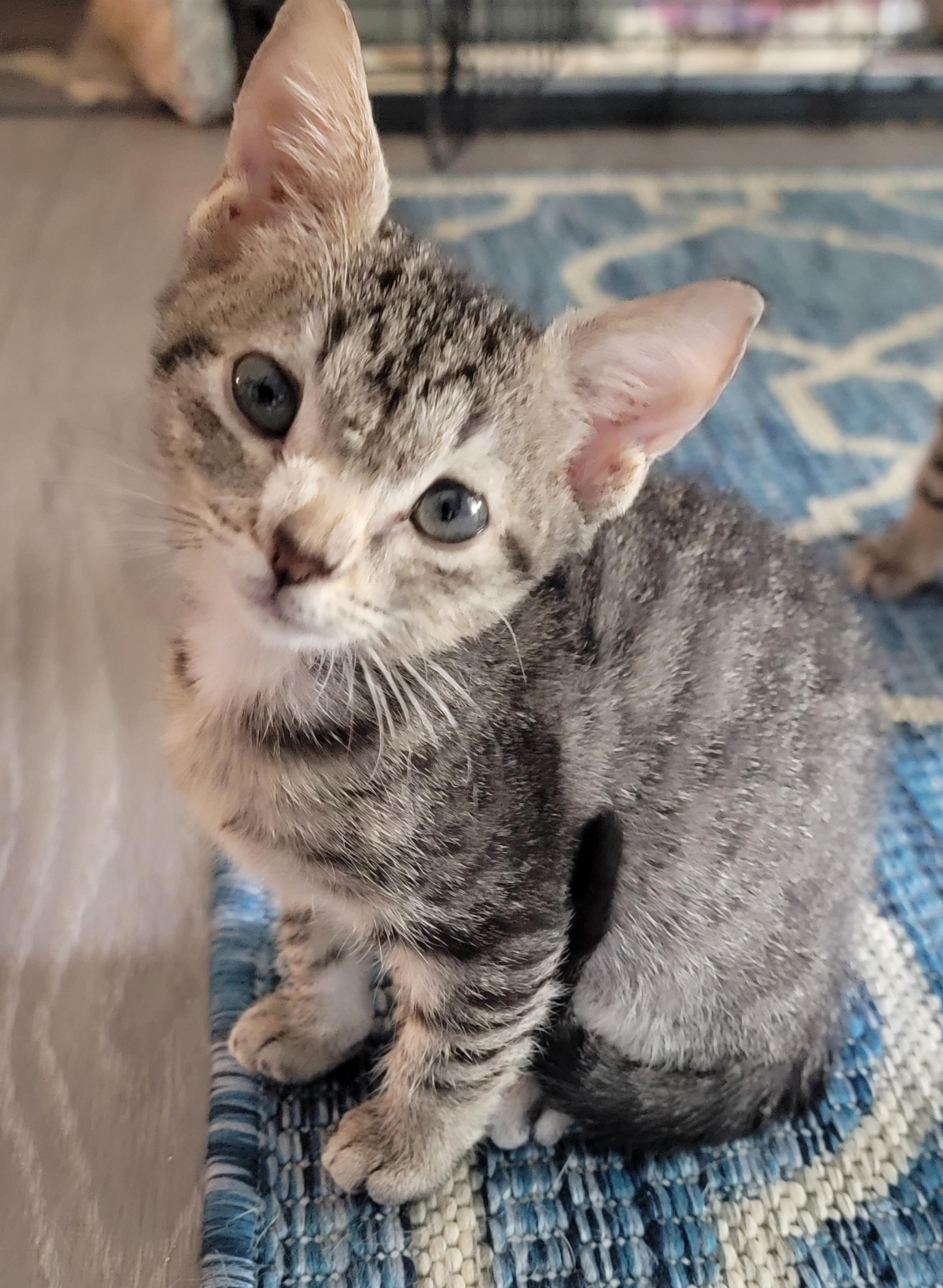 Avalon, Adopted, Young Female Devon Rex & Domestic Medium Hair.