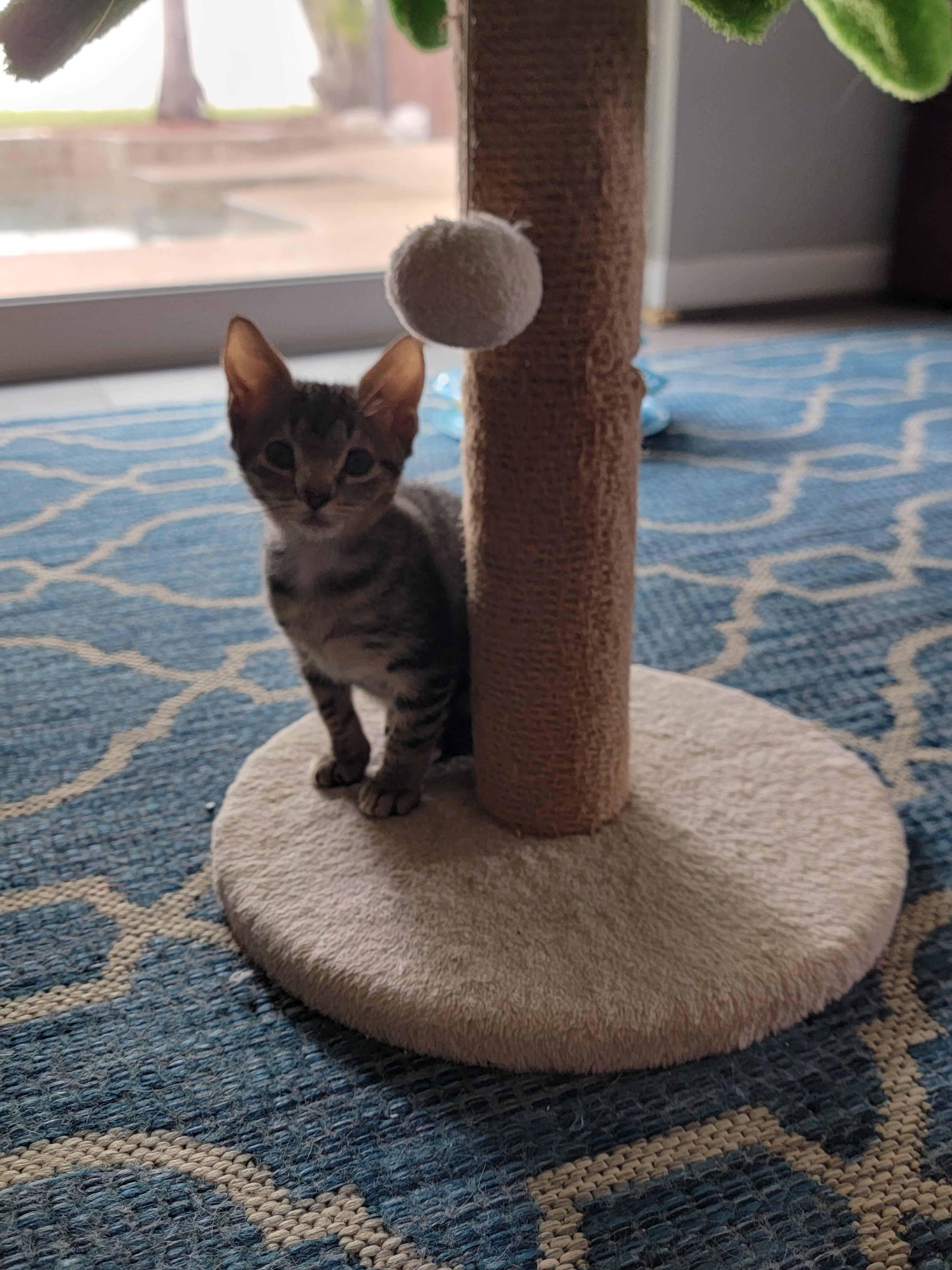 Enlarge Avalon, a Adopted mixed breed in St Petersburg, FL image 3/5