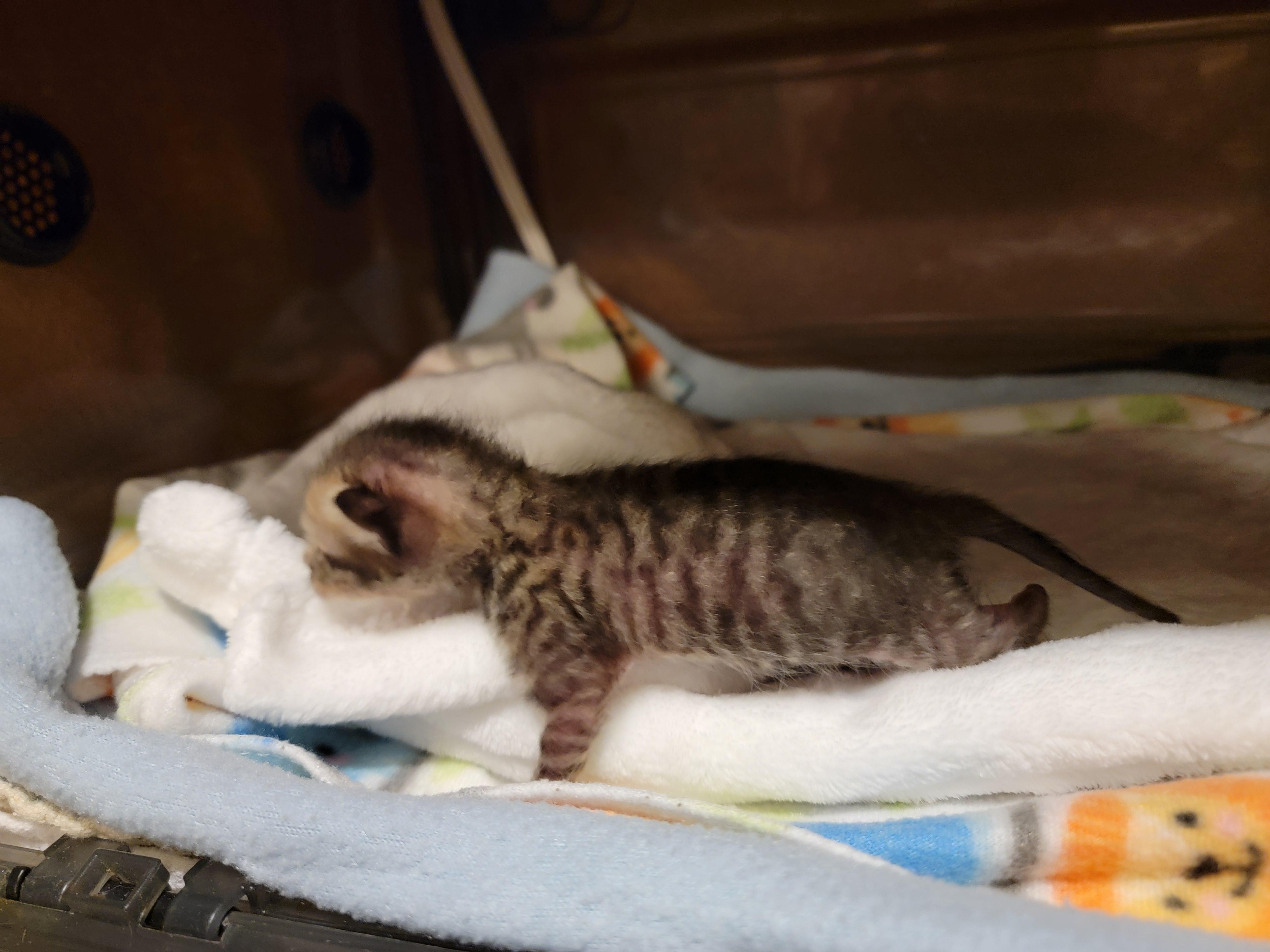 Enlarge Avalon, a Adopted mixed breed in St Petersburg, FL image 4/5