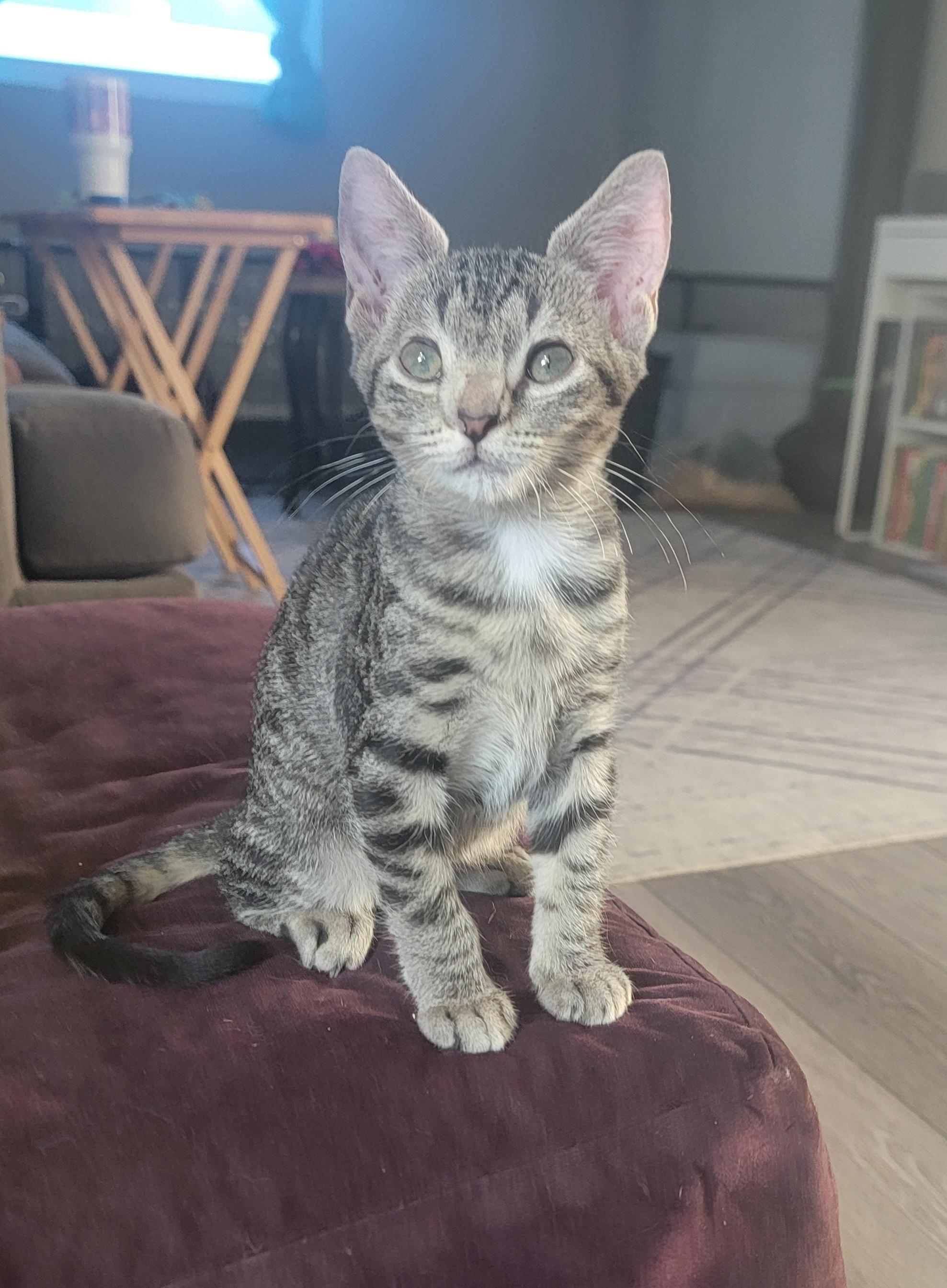 Enlarge Avalon, a Adopted mixed breed in St Petersburg, FL image 5/5