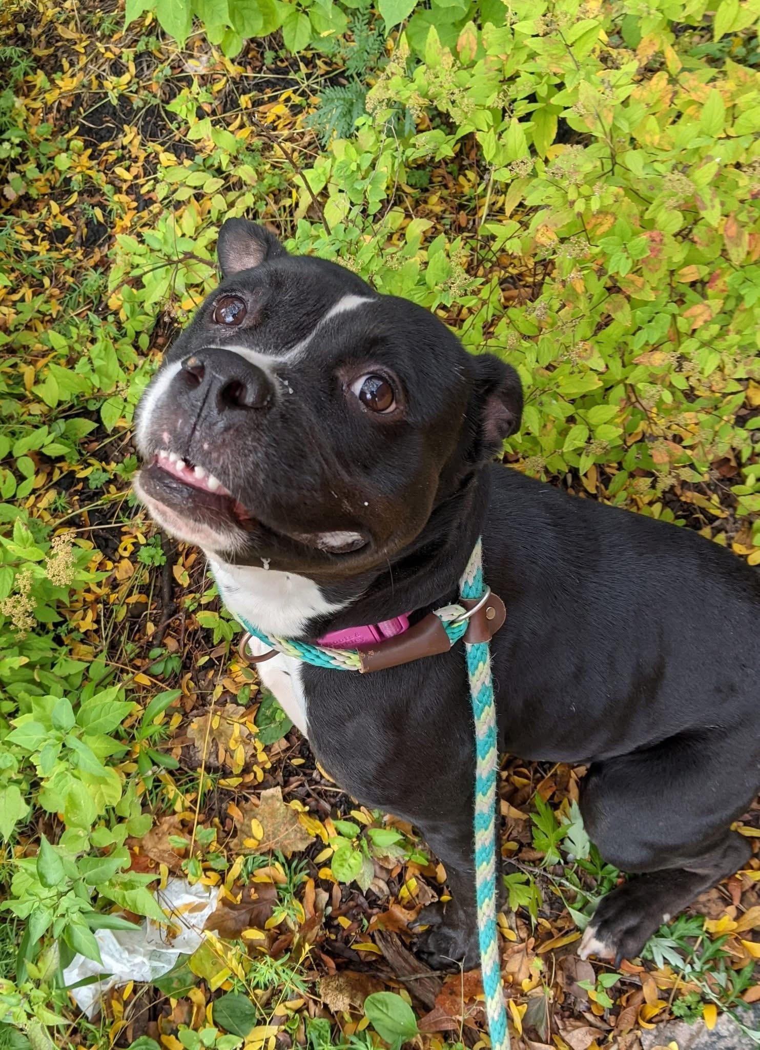 Charm, a Adoptable mixed breed in Buffalo, NY image 4/5