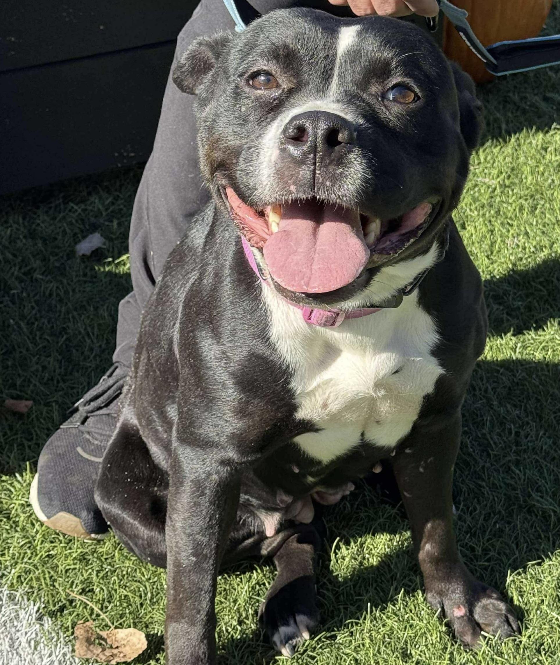 Charm, Adoptable, Adult Female Pit Bull Terrier.