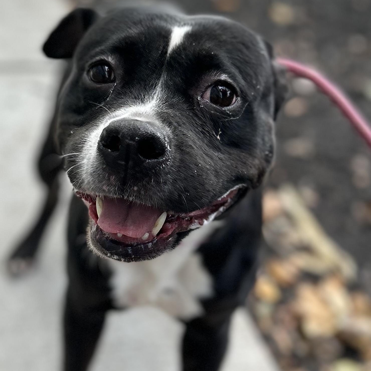 Charm, a Adoptable mixed breed in Buffalo, NY image 5/5