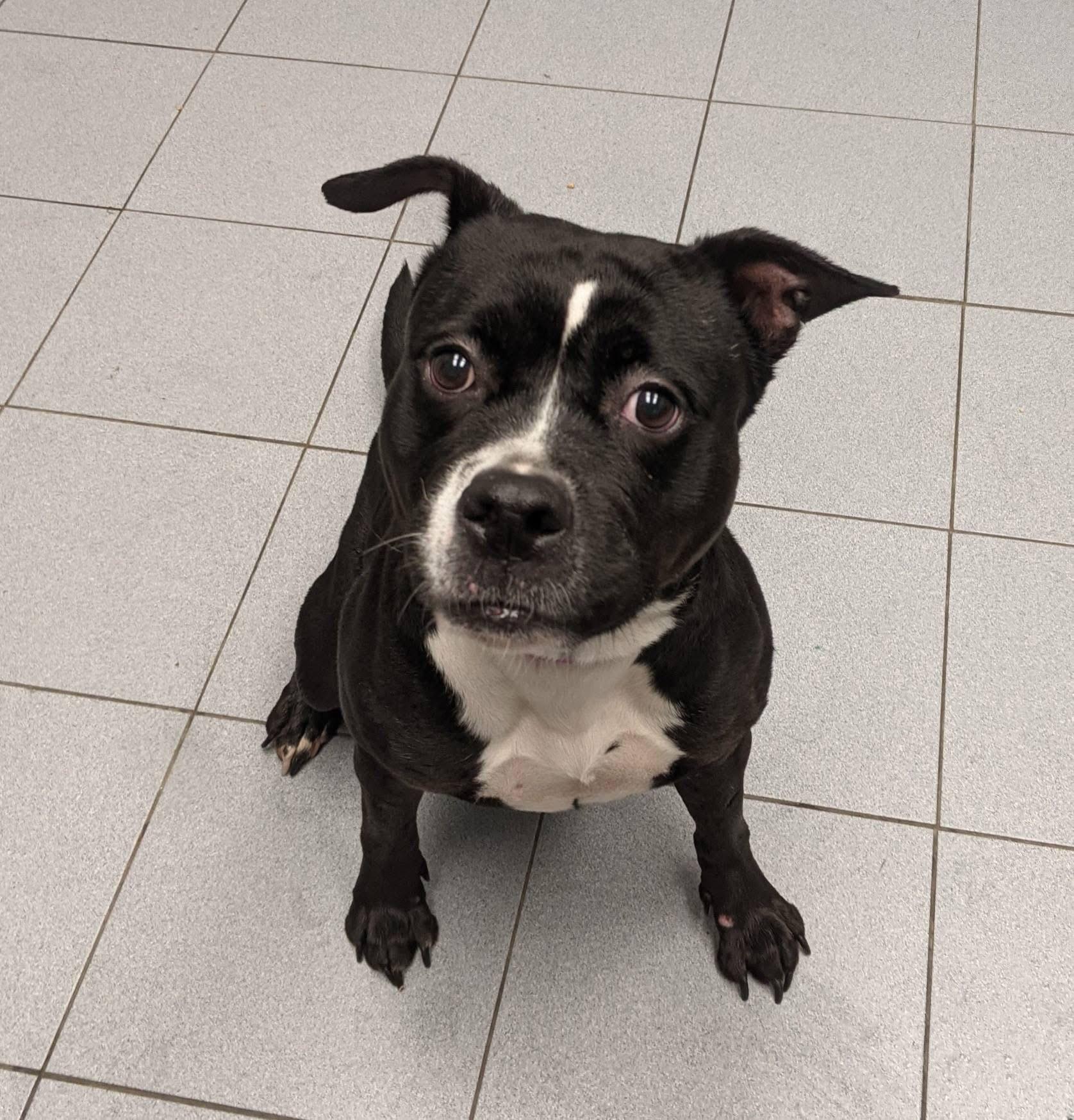 Charm, a Adoptable mixed breed in Buffalo, NY image 3/5