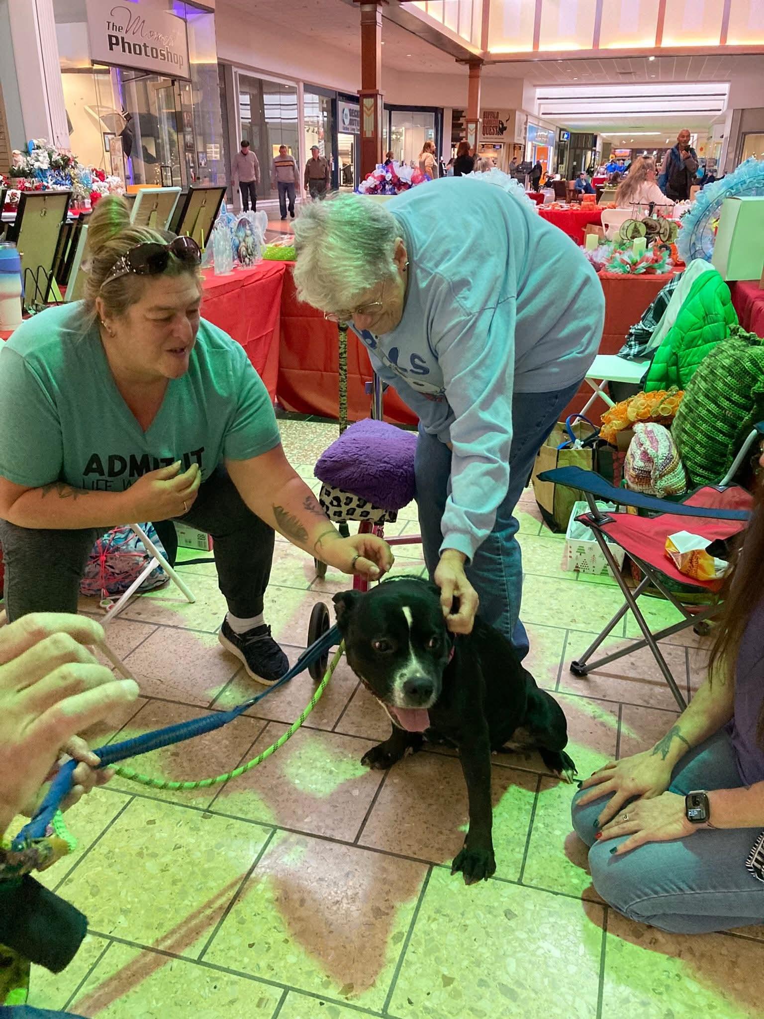 Charm, a Adoptable mixed breed in Buffalo, NY image 2/5