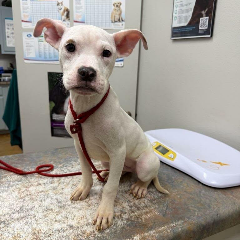 Ranch, adopted, Puppy Male Labrador Retriever.